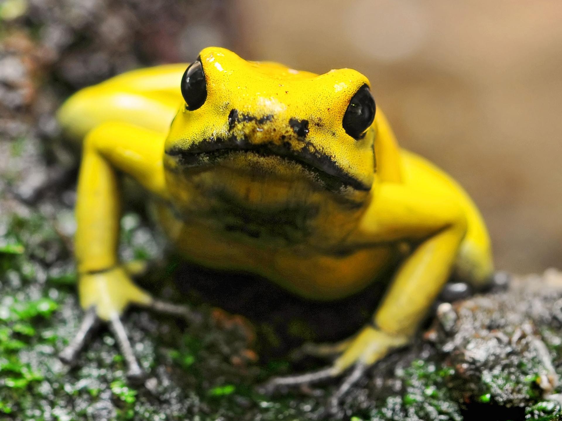 Frogs at 1600 x 1200 size wallpapers HD quality