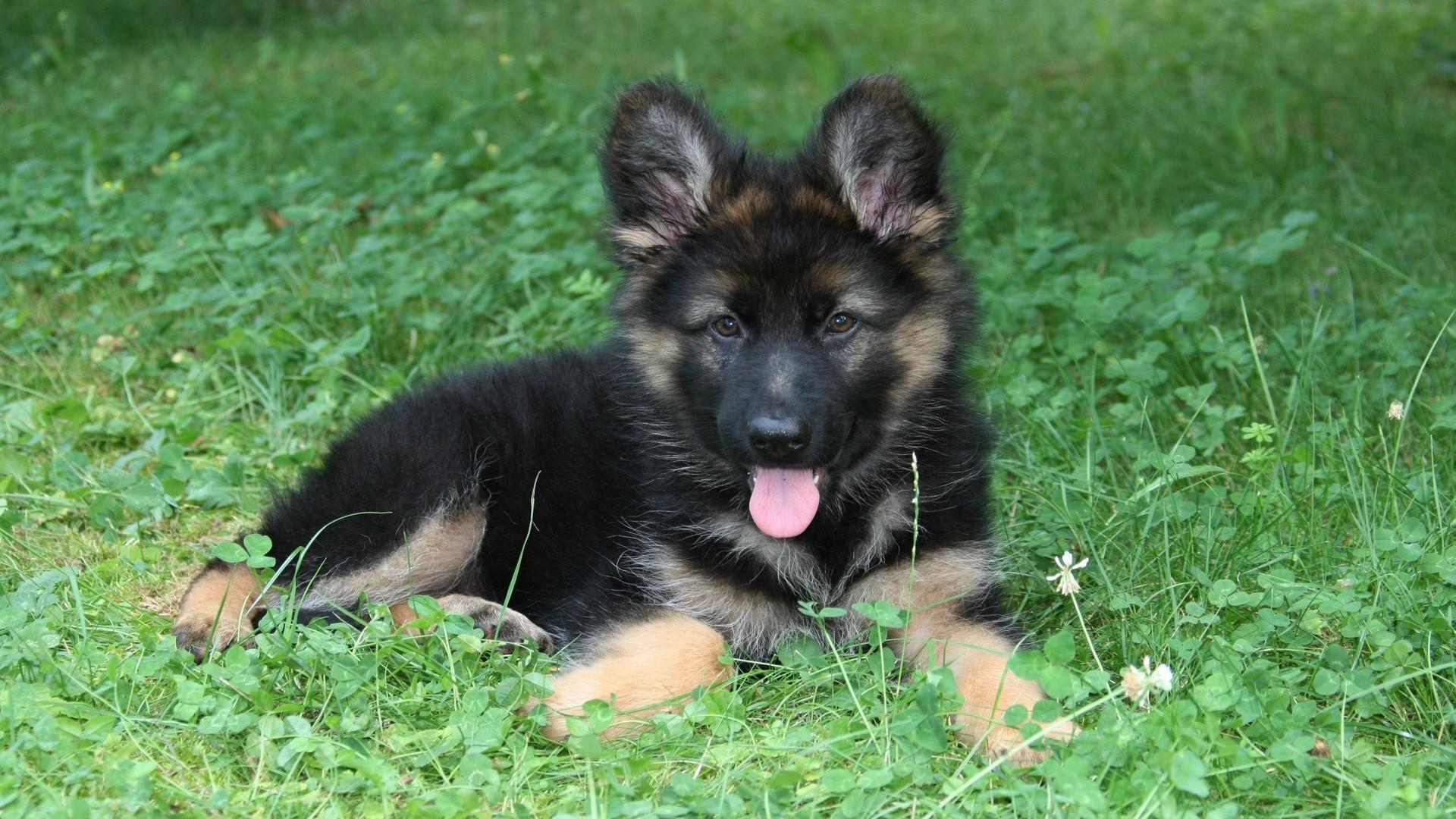 German Shepherd at 1280 x 960 size wallpapers HD quality