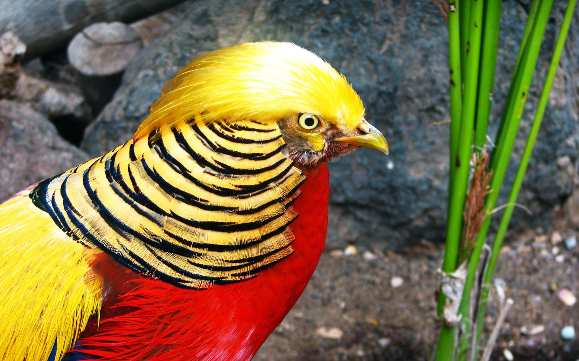 Golden Pheasant at 1024 x 1024 iPad size wallpapers HD quality