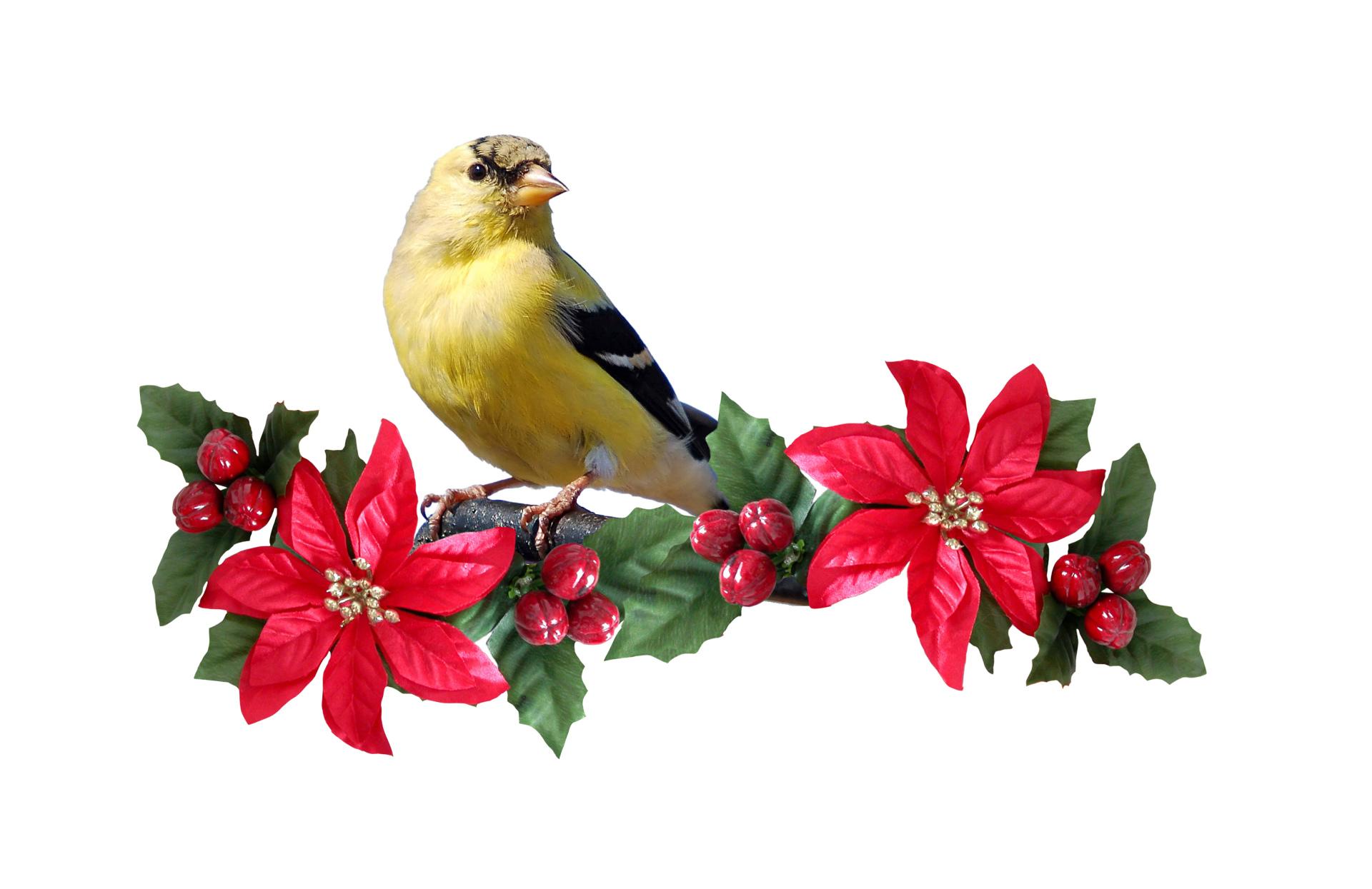 Goldfinch at 320 x 480 iPhone size wallpapers HD quality