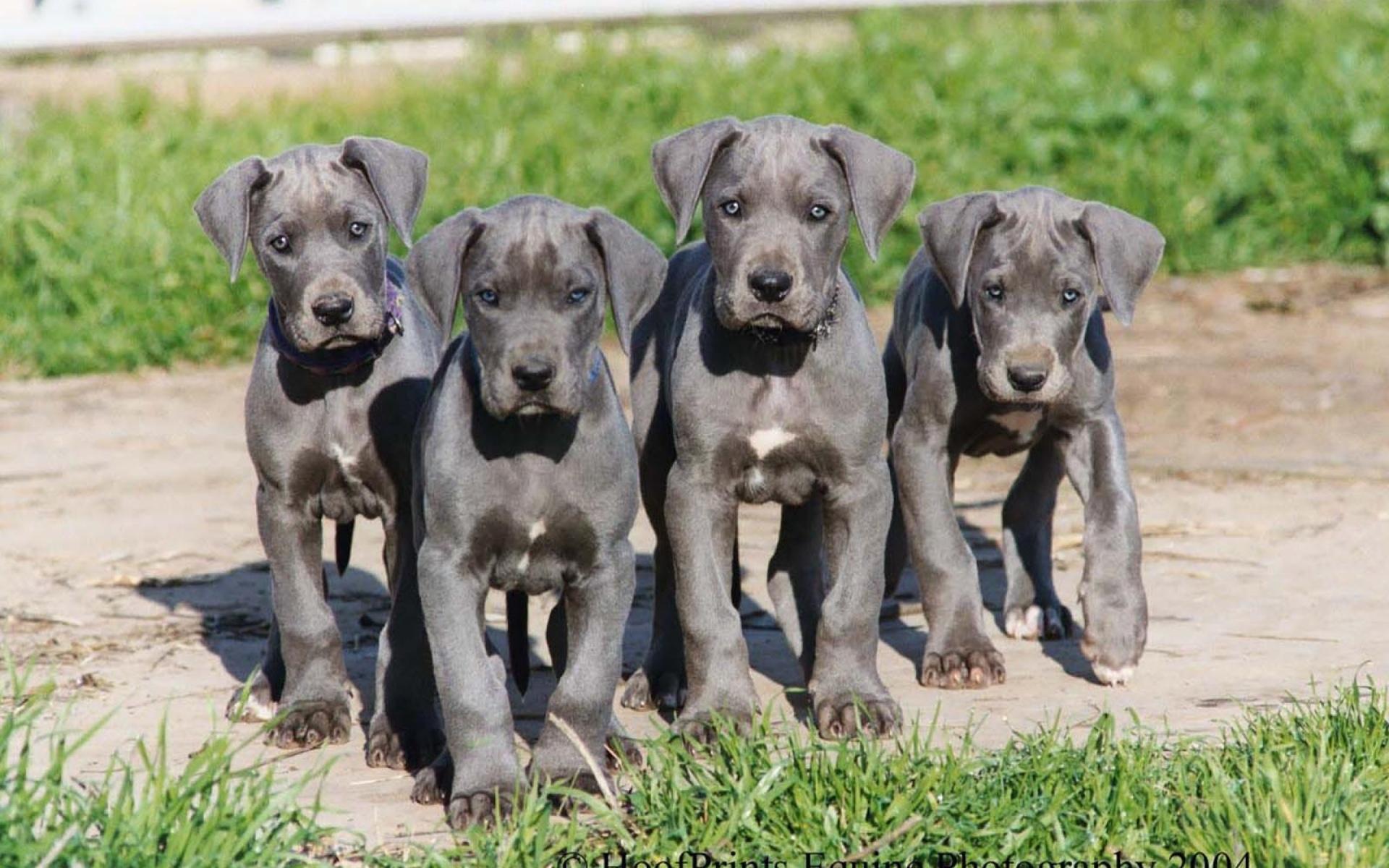 Great Dane wallpapers HD quality