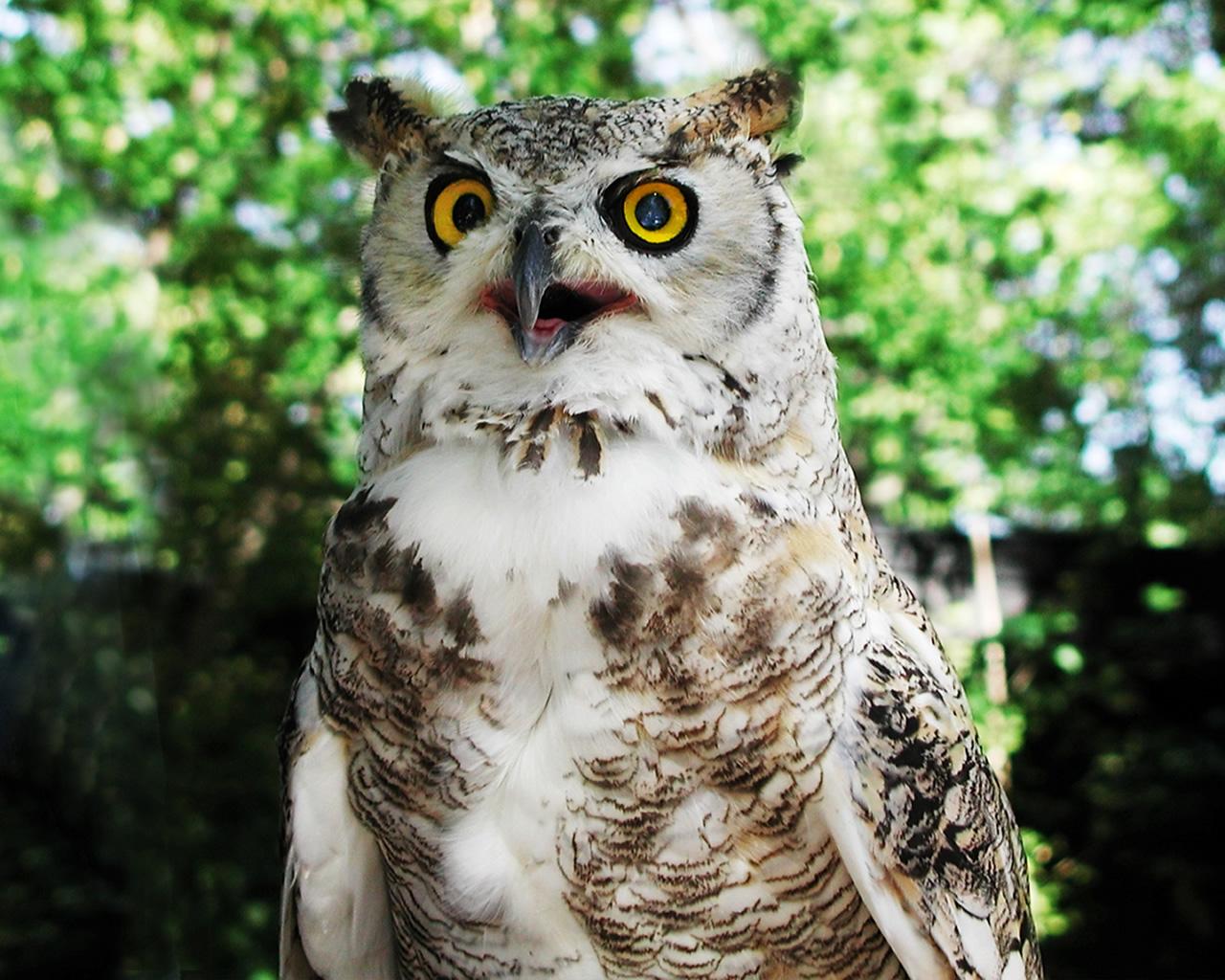 Great Horned Owl at 640 x 1136 iPhone 5 size wallpapers HD quality