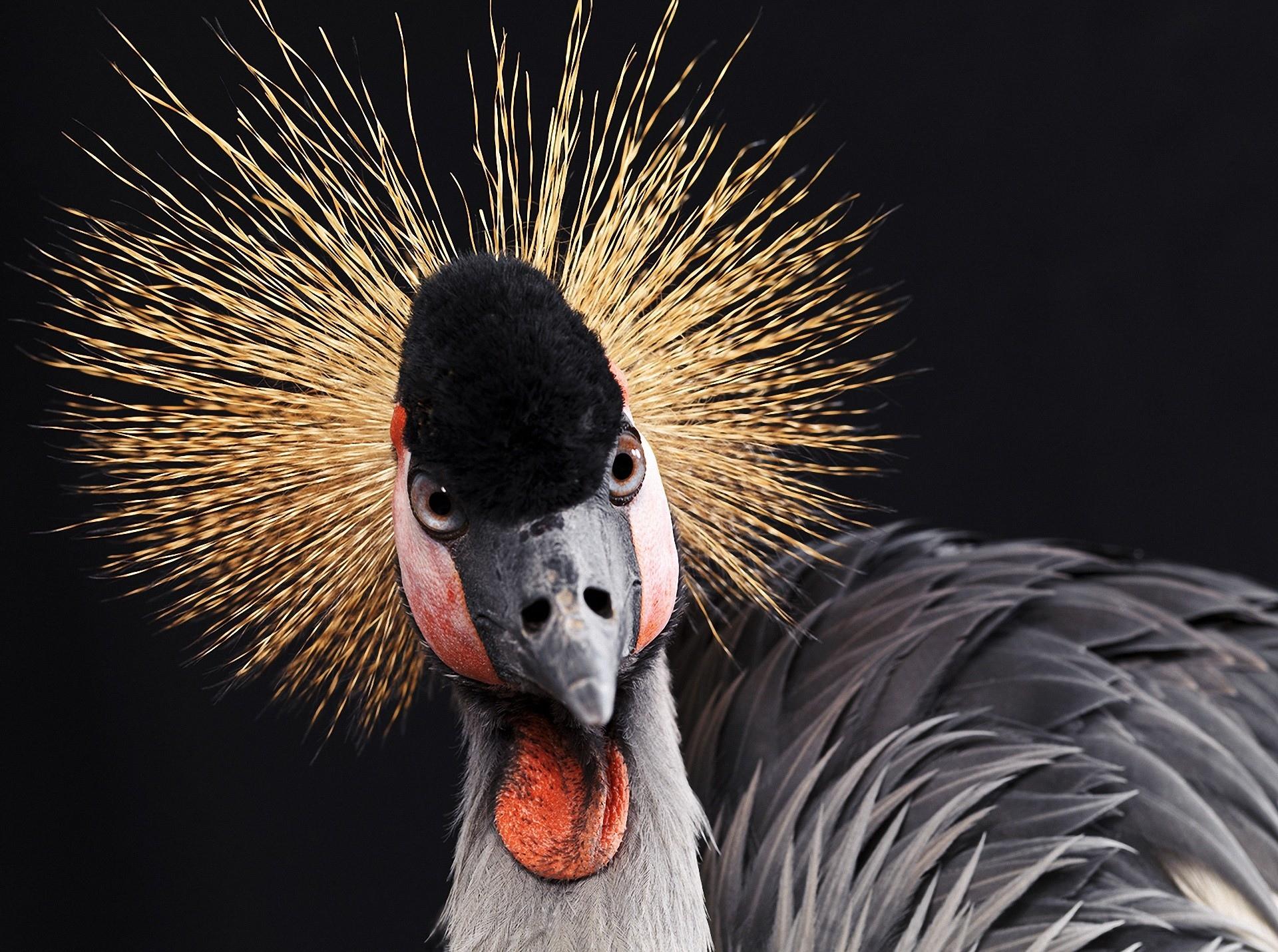 Grey Crowned Crane at 640 x 960 iPhone 4 size wallpapers HD quality