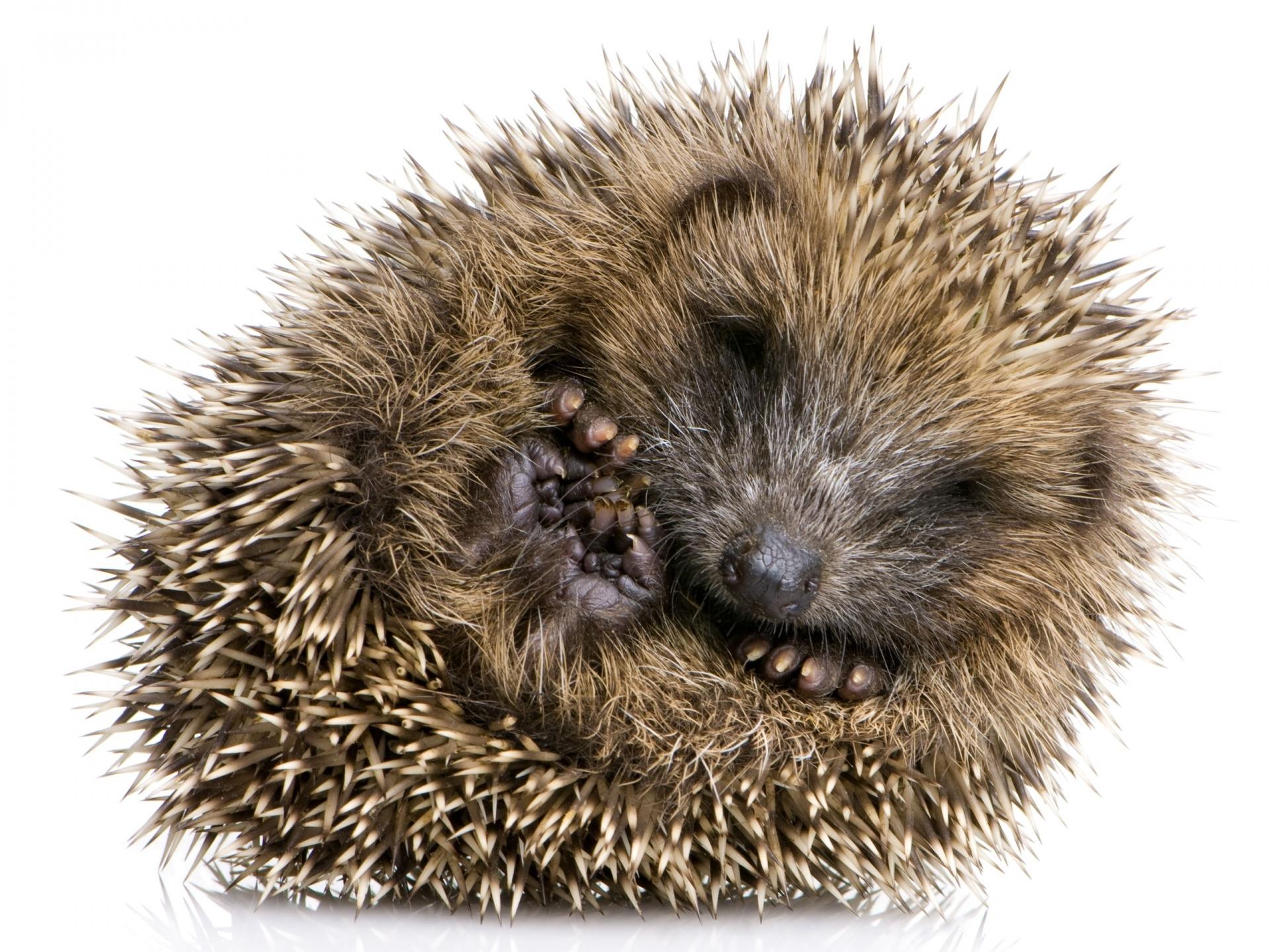 Hedgehog at 750 x 1334 iPhone 6 size wallpapers HD quality