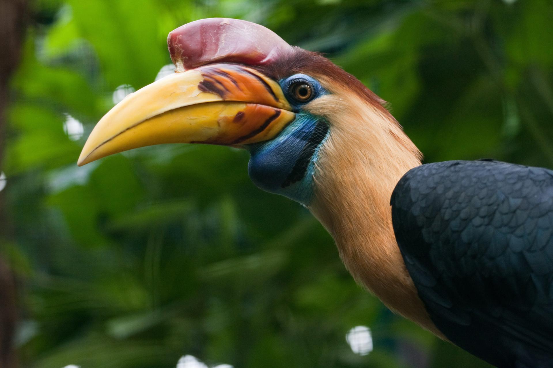 Hornbill at 640 x 960 iPhone 4 size wallpapers HD quality