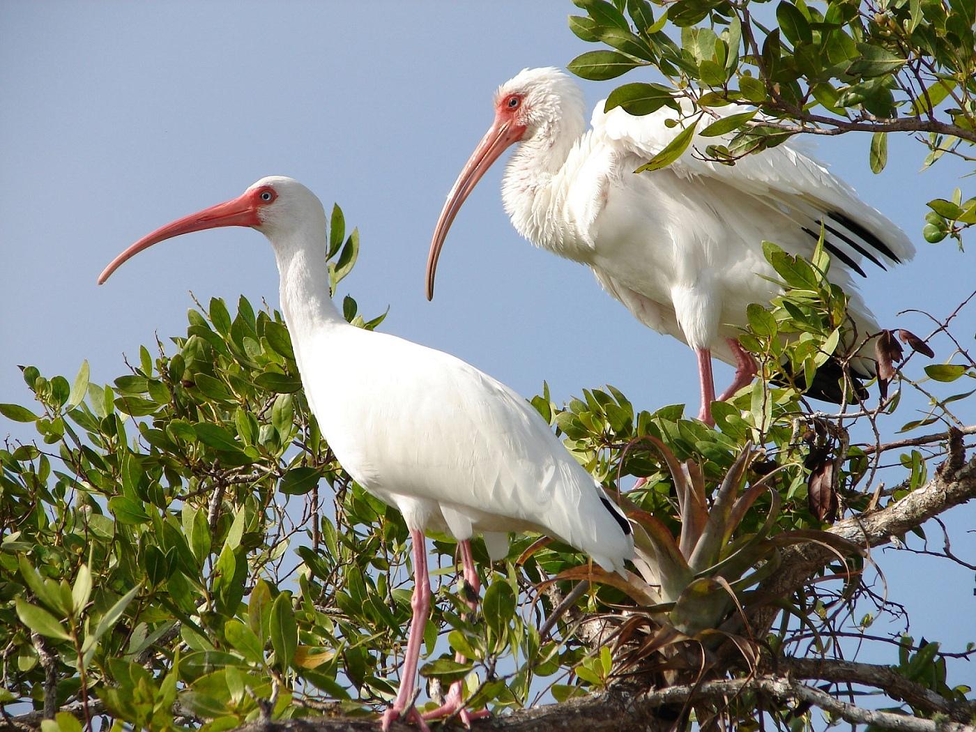 Ibises at 1024 x 768 size wallpapers HD quality