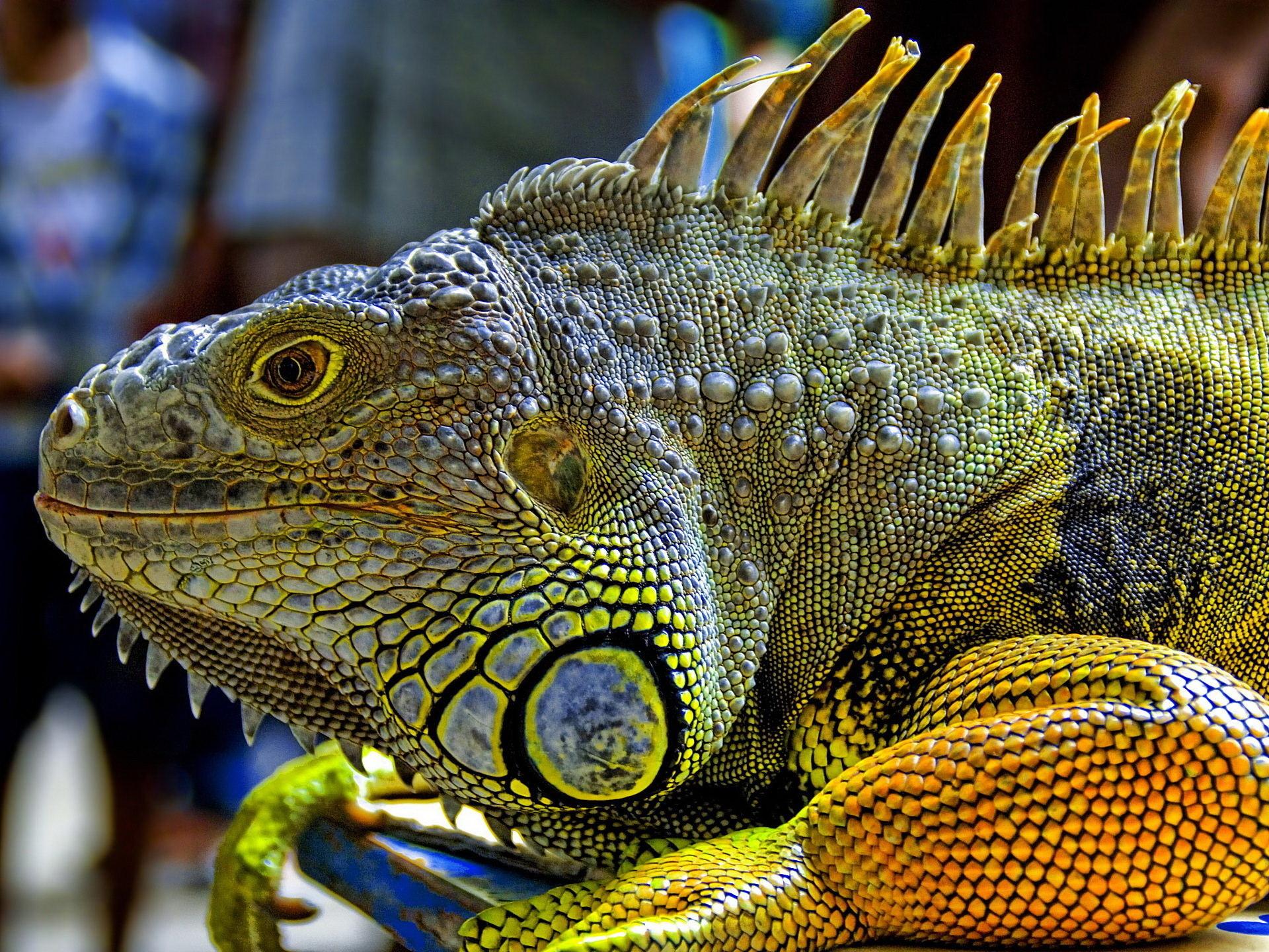Iguana at 1600 x 1200 size wallpapers HD quality