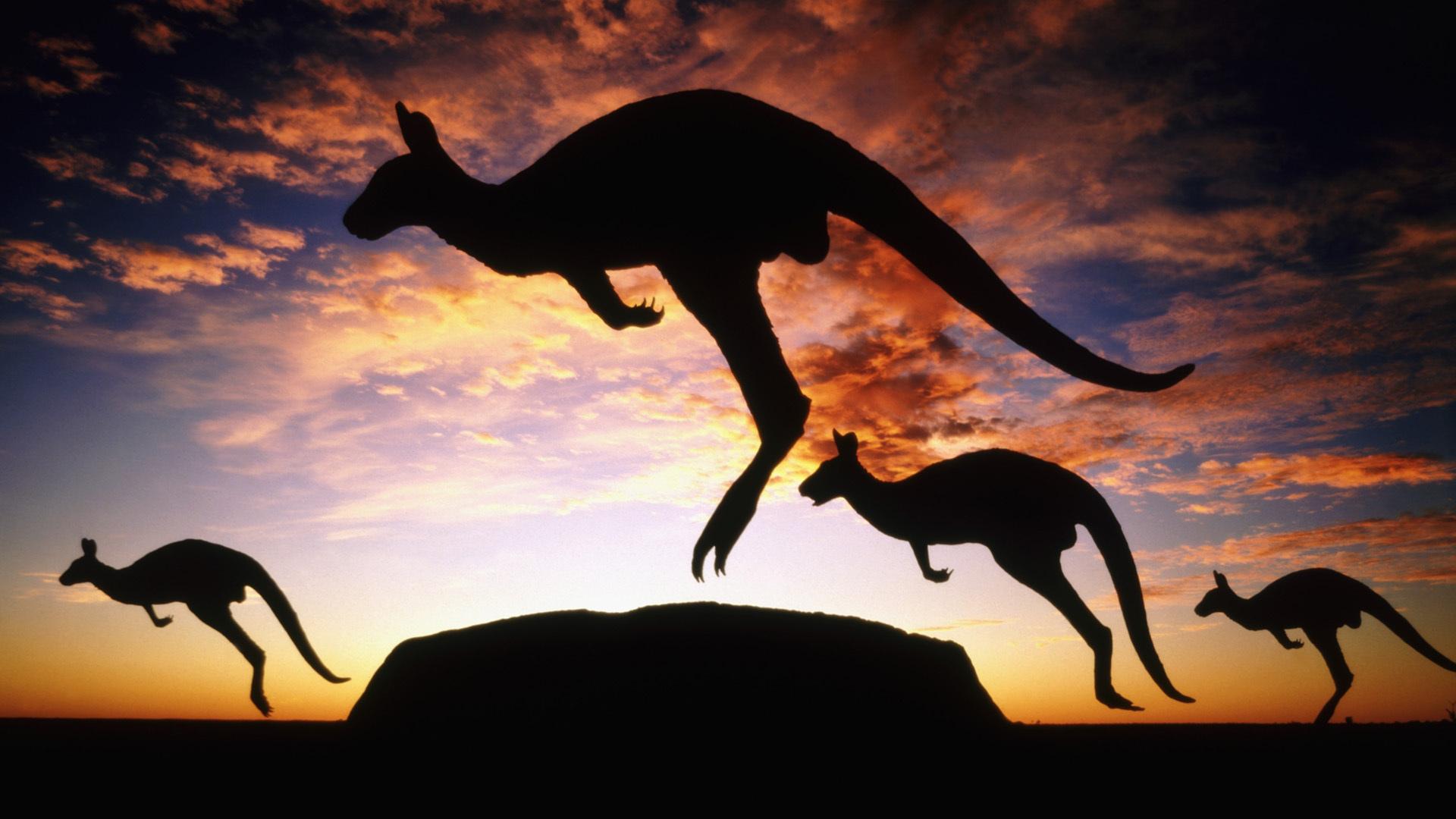 Kangaroo at 640 x 960 iPhone 4 size wallpapers HD quality