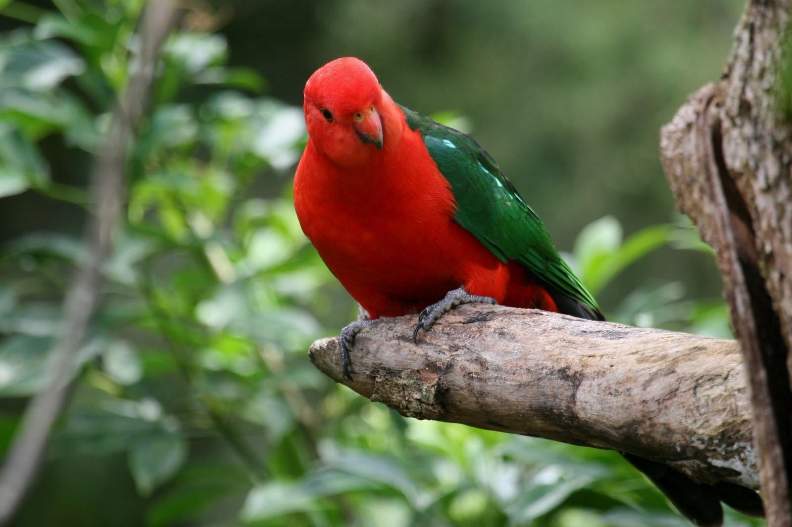 King Parrot at 1334 x 750 iPhone 7 size wallpapers HD quality