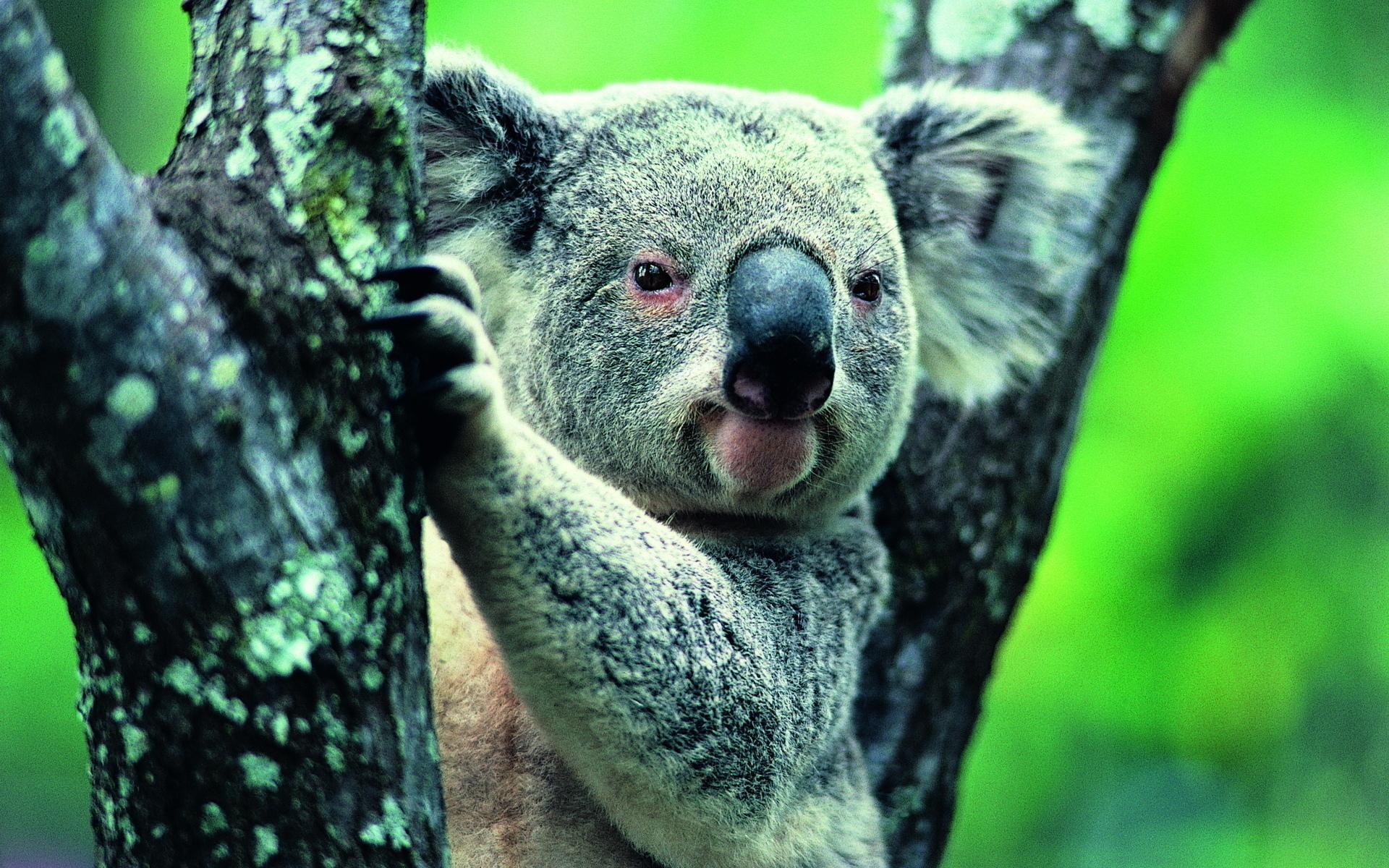 Koala at 320 x 480 iPhone size wallpapers HD quality