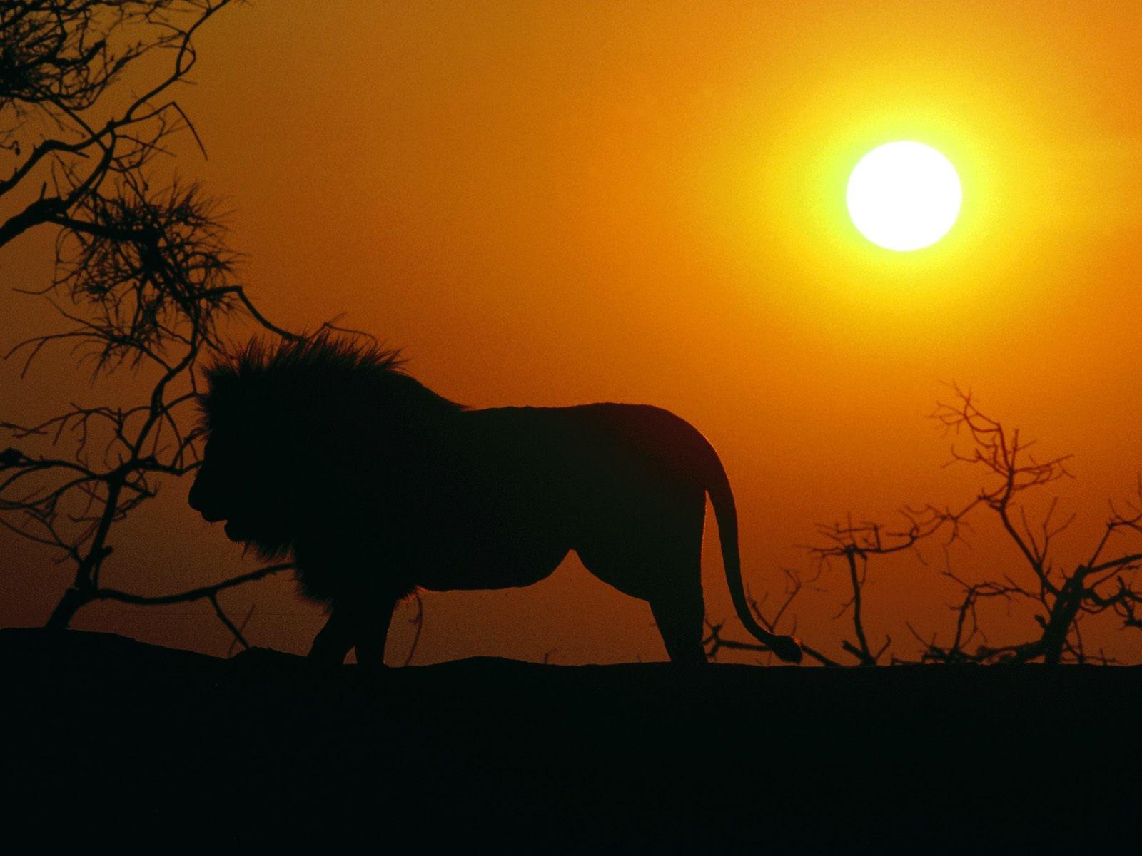 Lion at 640 x 1136 iPhone 5 size wallpapers HD quality