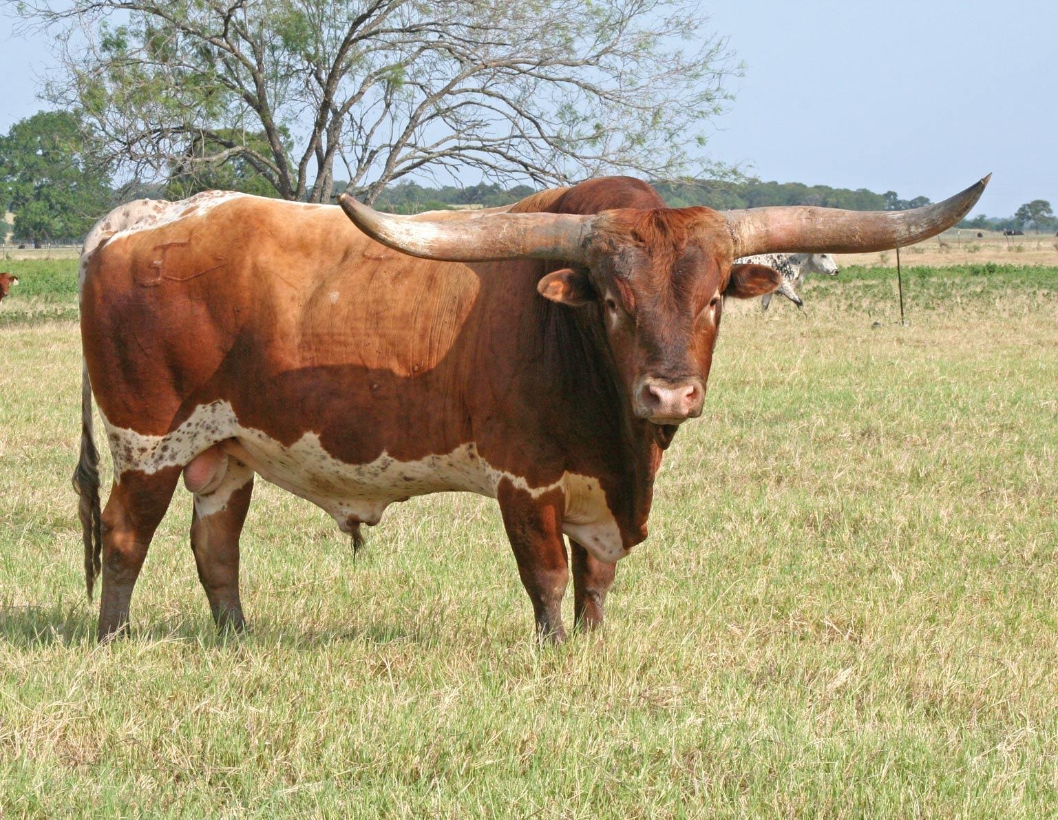 Longhorn Cattle at 1280 x 960 size wallpapers HD quality