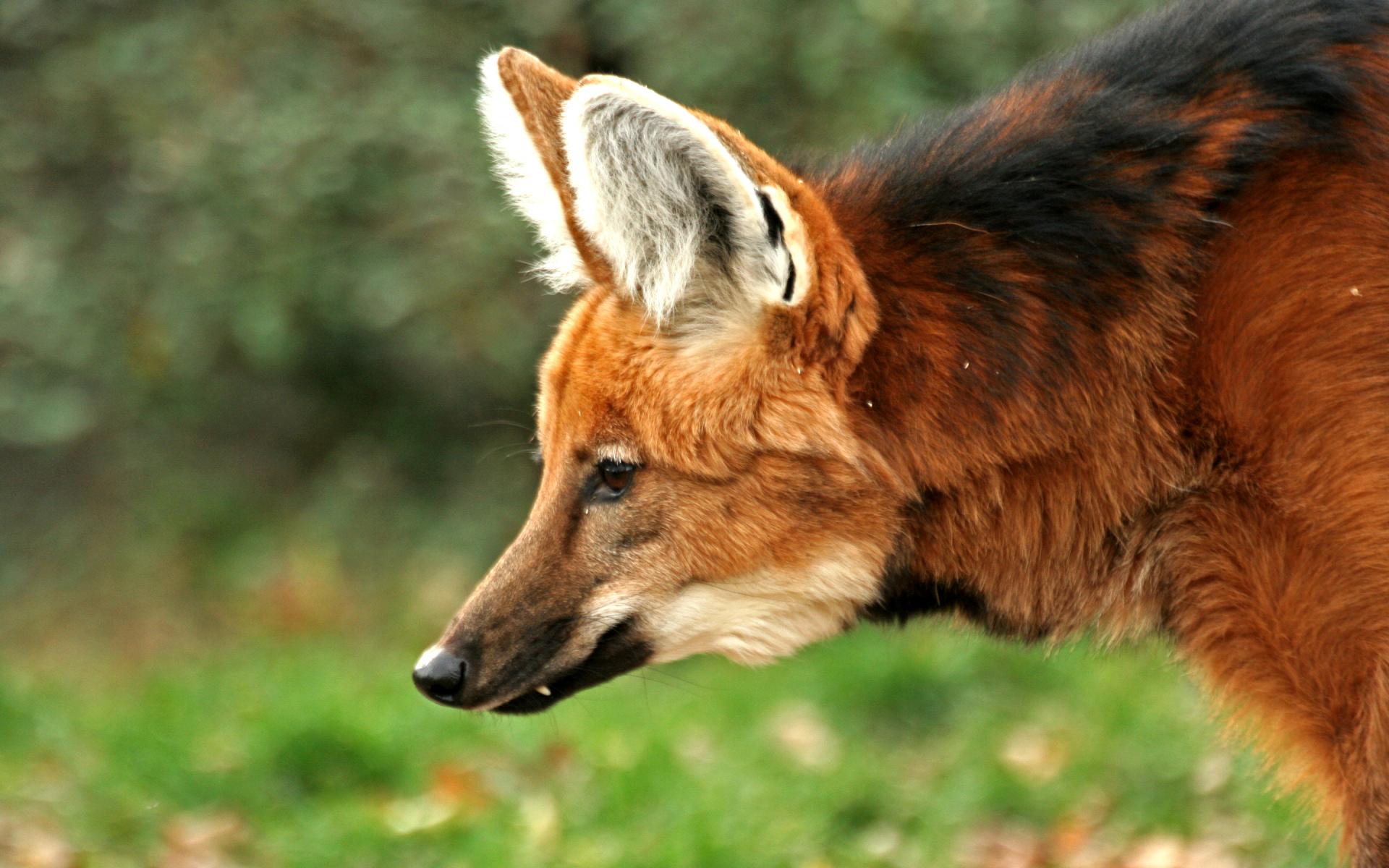 Maned Wolf wallpapers HD quality