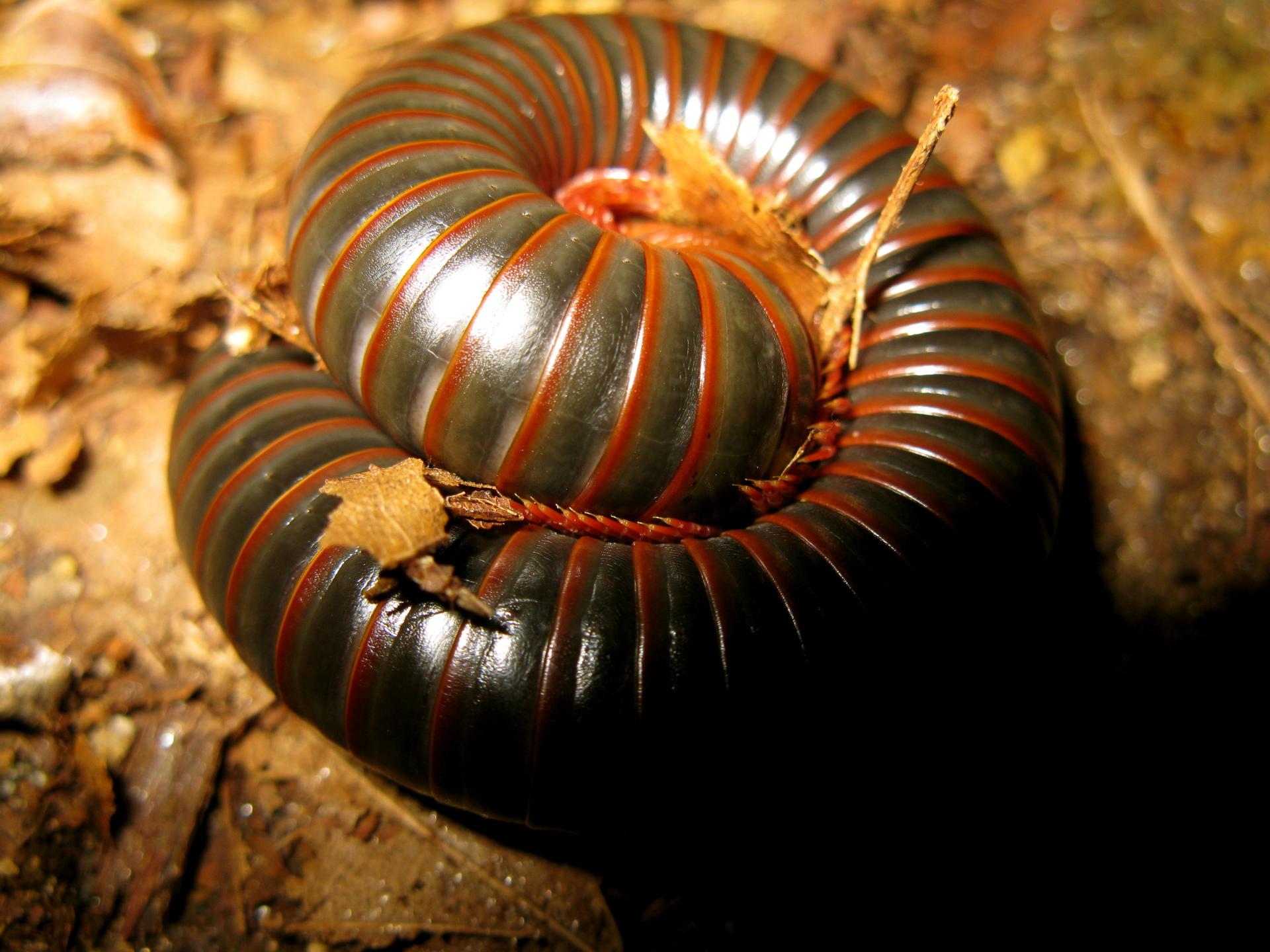 Millipede at 1024 x 768 size wallpapers HD quality