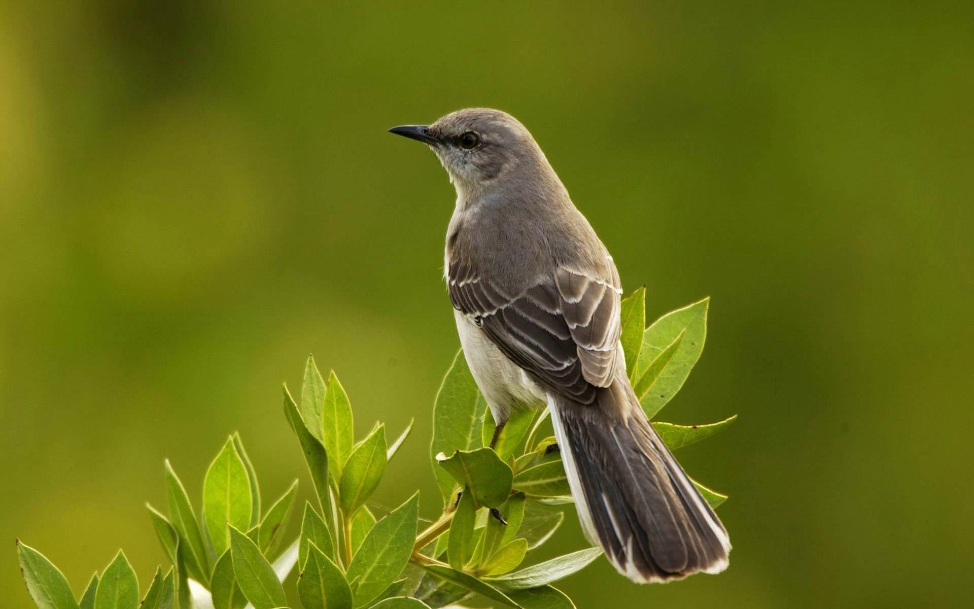 Mockingbird at 1024 x 768 size wallpapers HD quality