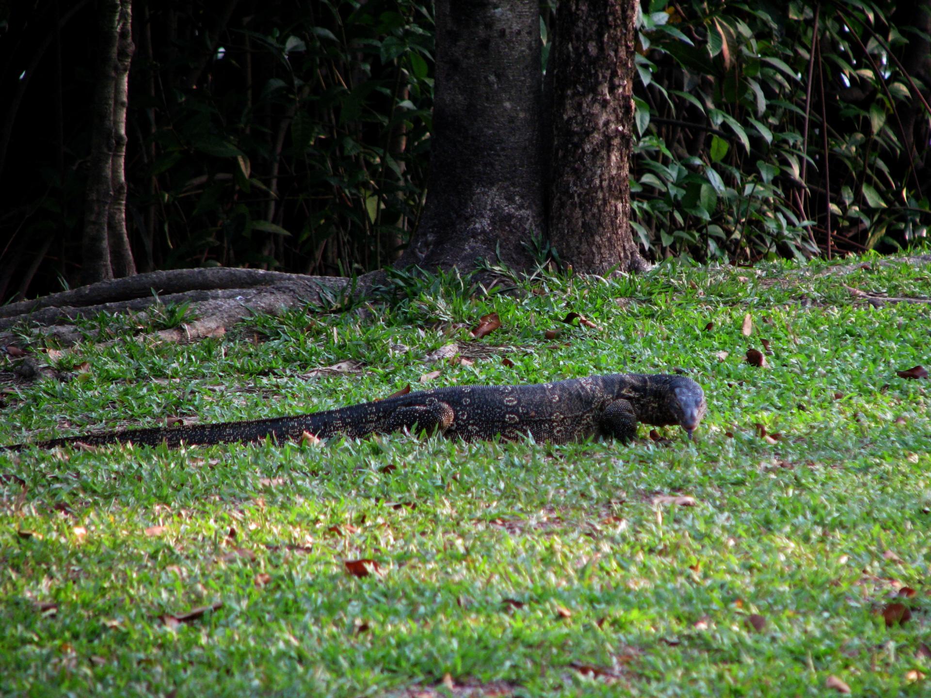 Monitor Lizard at 320 x 480 iPhone size wallpapers HD quality