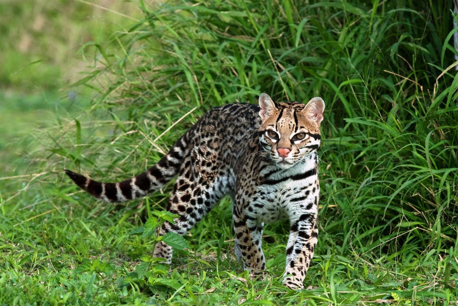 Ocelot at 640 x 1136 iPhone 5 size wallpapers HD quality