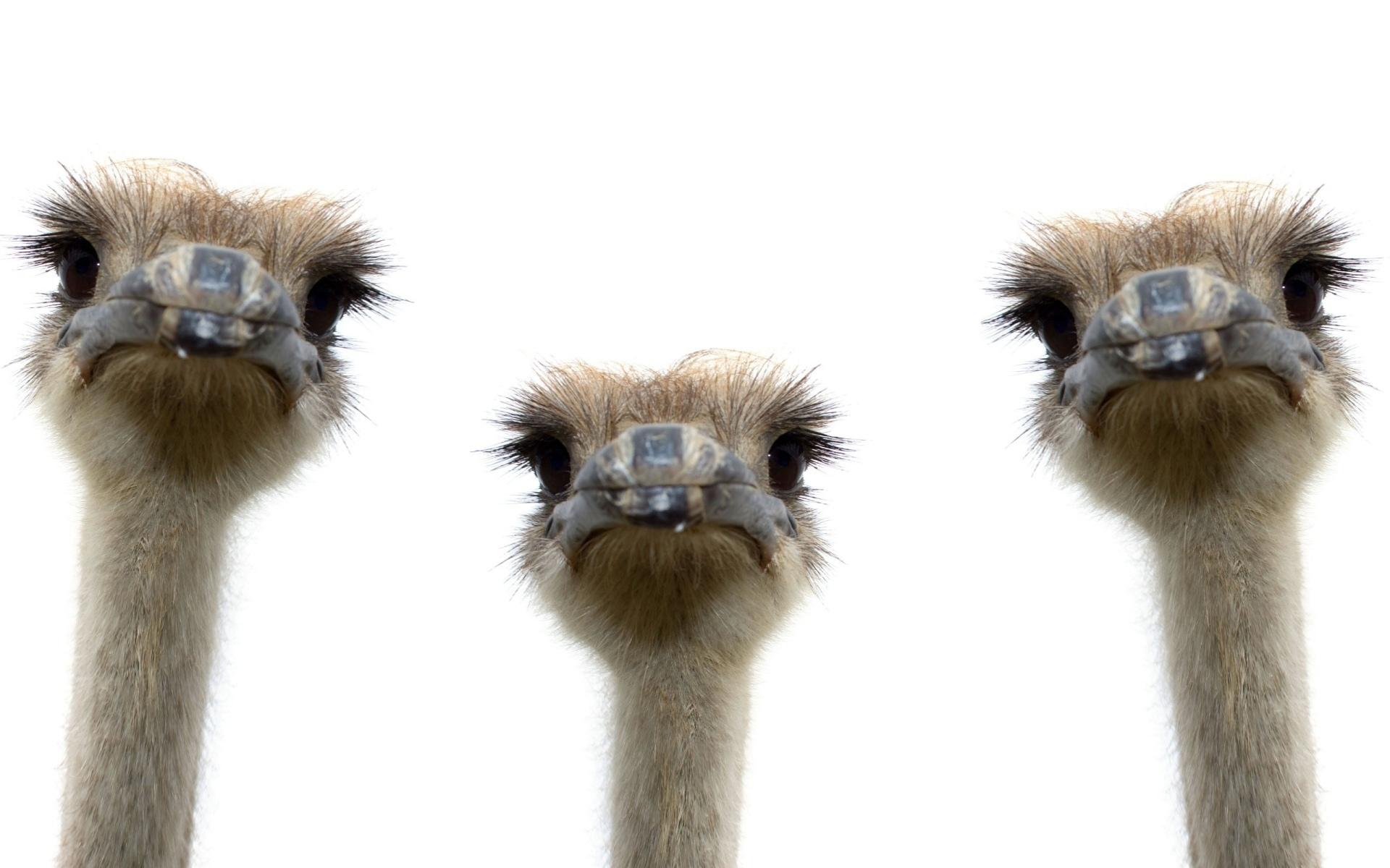 Ostrich at 640 x 1136 iPhone 5 size wallpapers HD quality
