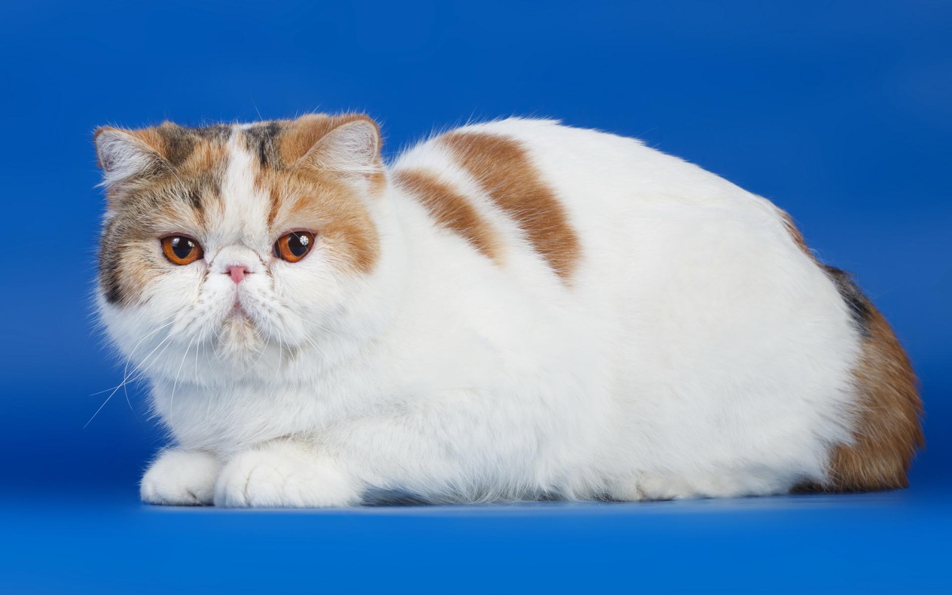 Persian Cat at 1152 x 864 size wallpapers HD quality