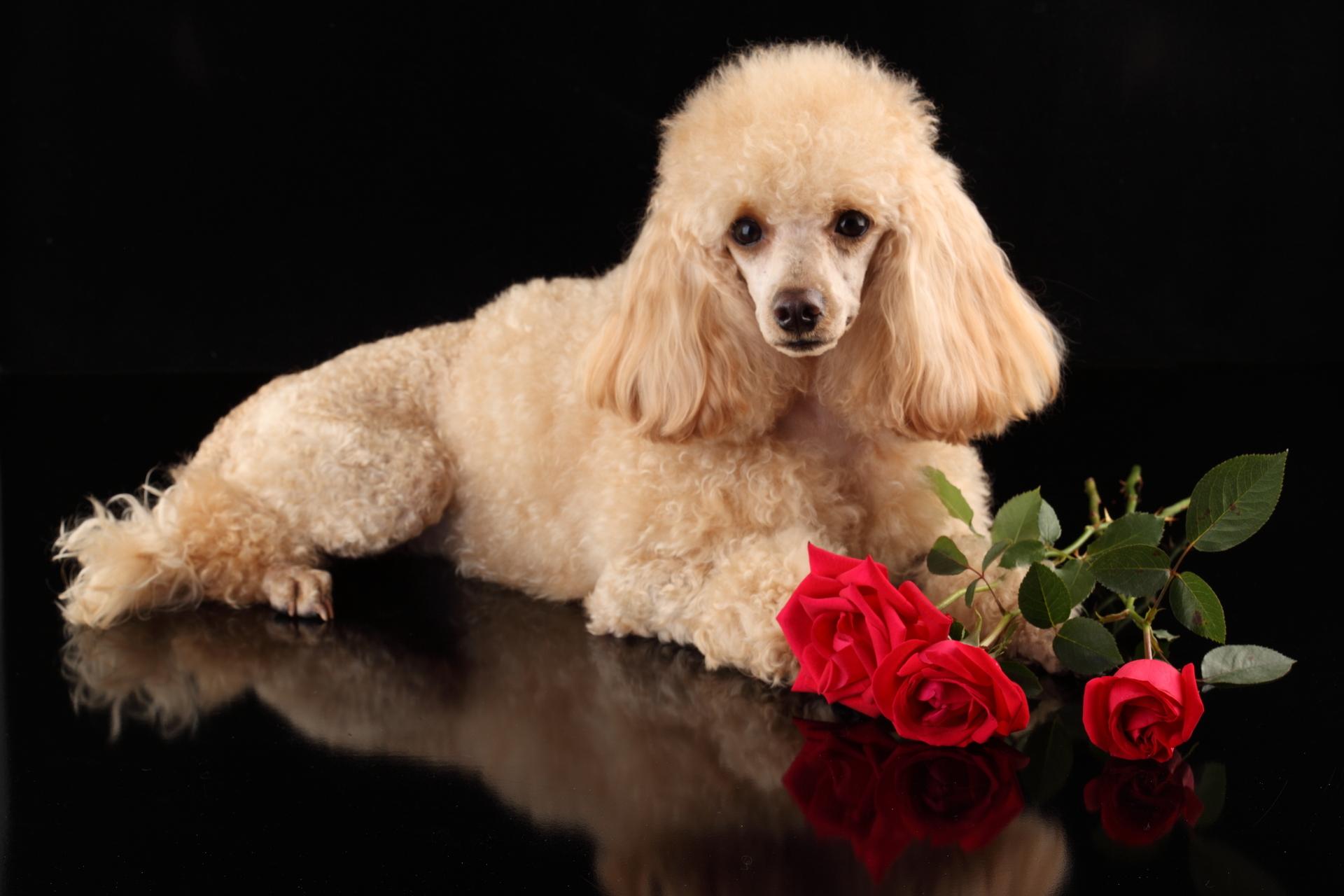 Poodle at 640 x 960 iPhone 4 size wallpapers HD quality