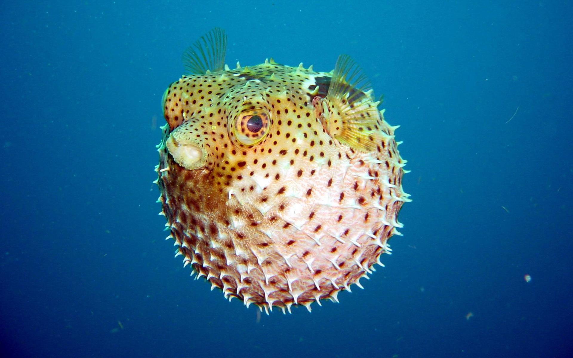 Pufferfish at 1152 x 864 size wallpapers HD quality