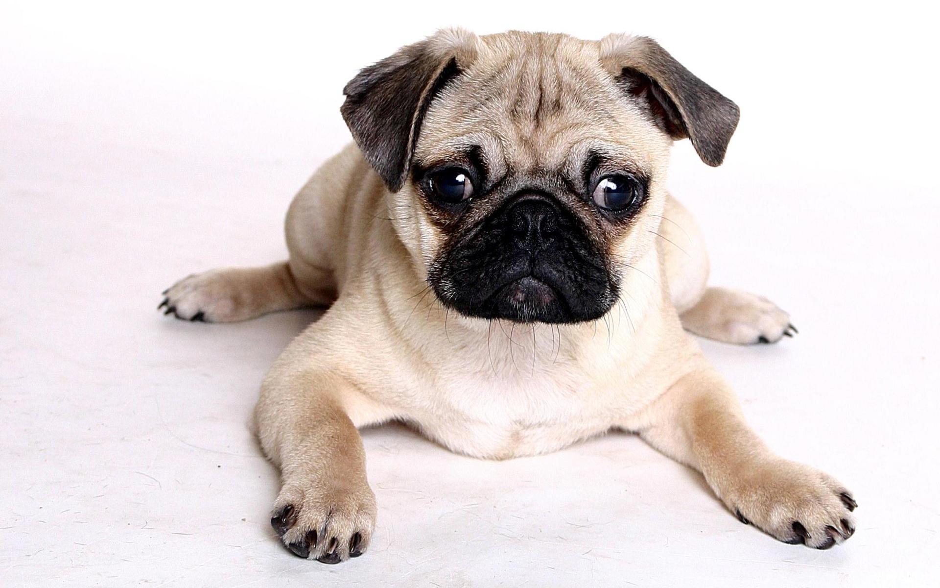 Pug at 1600 x 1200 size wallpapers HD quality