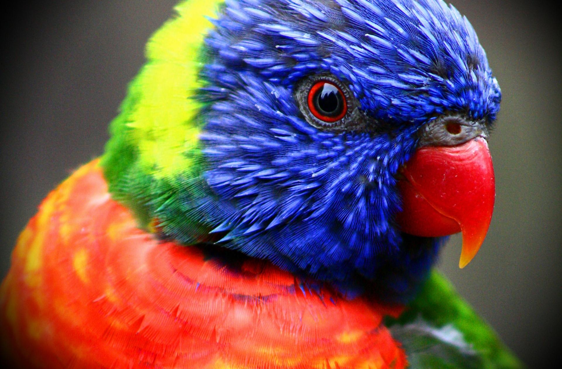 Rainbow Lorikeet at 1334 x 750 iPhone 7 size wallpapers HD quality