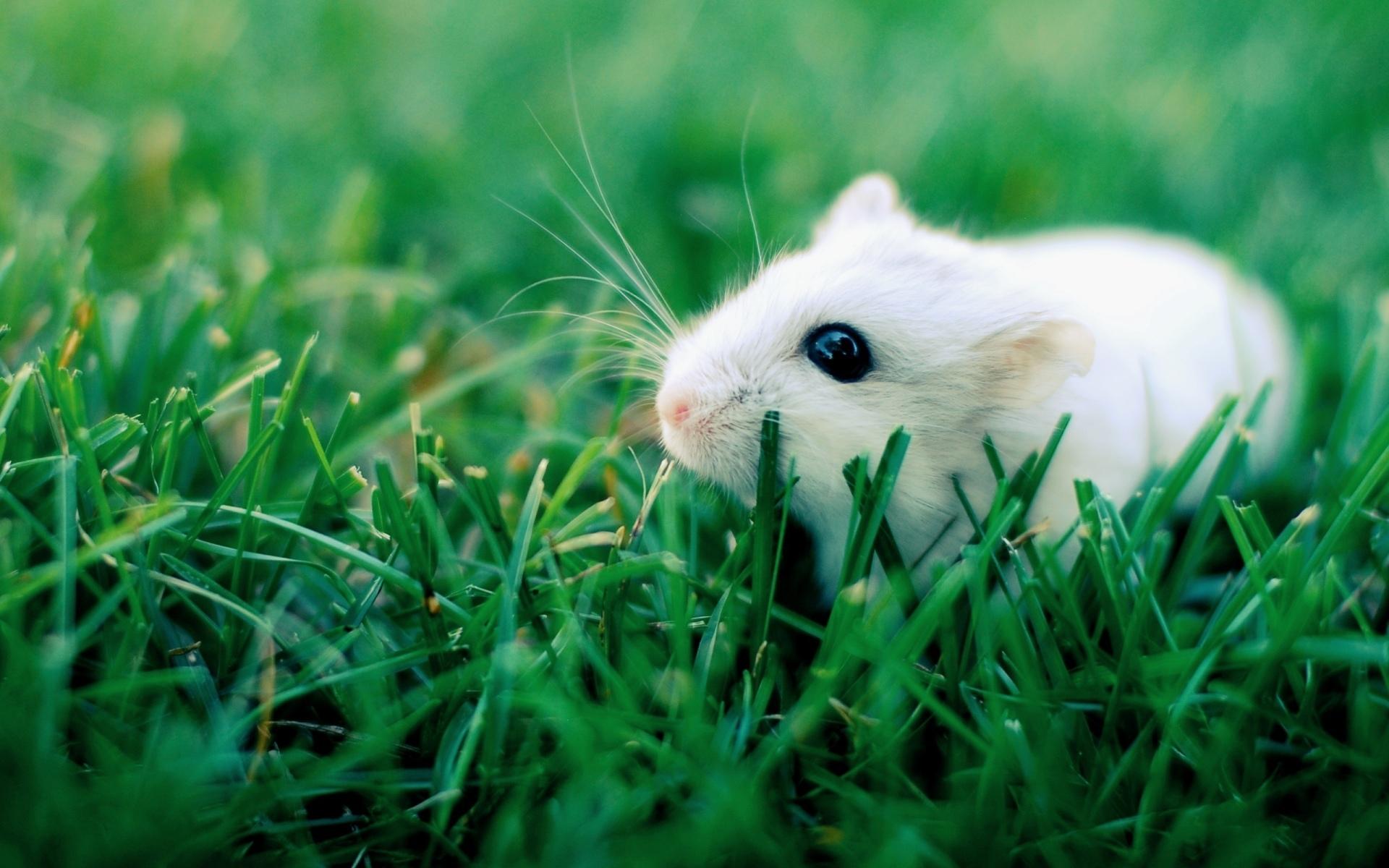 Rodent at 1280 x 960 size wallpapers HD quality