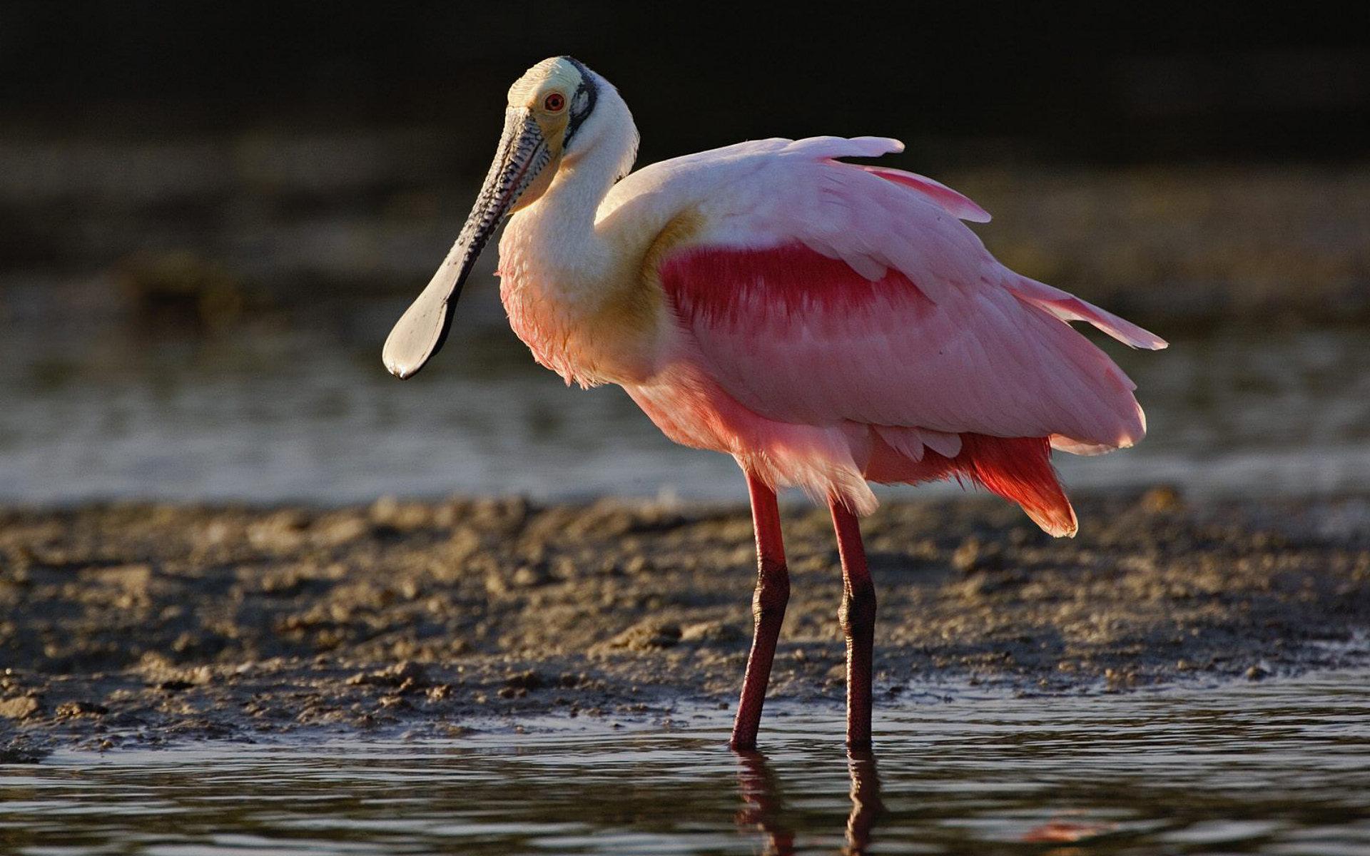 Roseate Spoonbill at 1600 x 1200 size wallpapers HD quality
