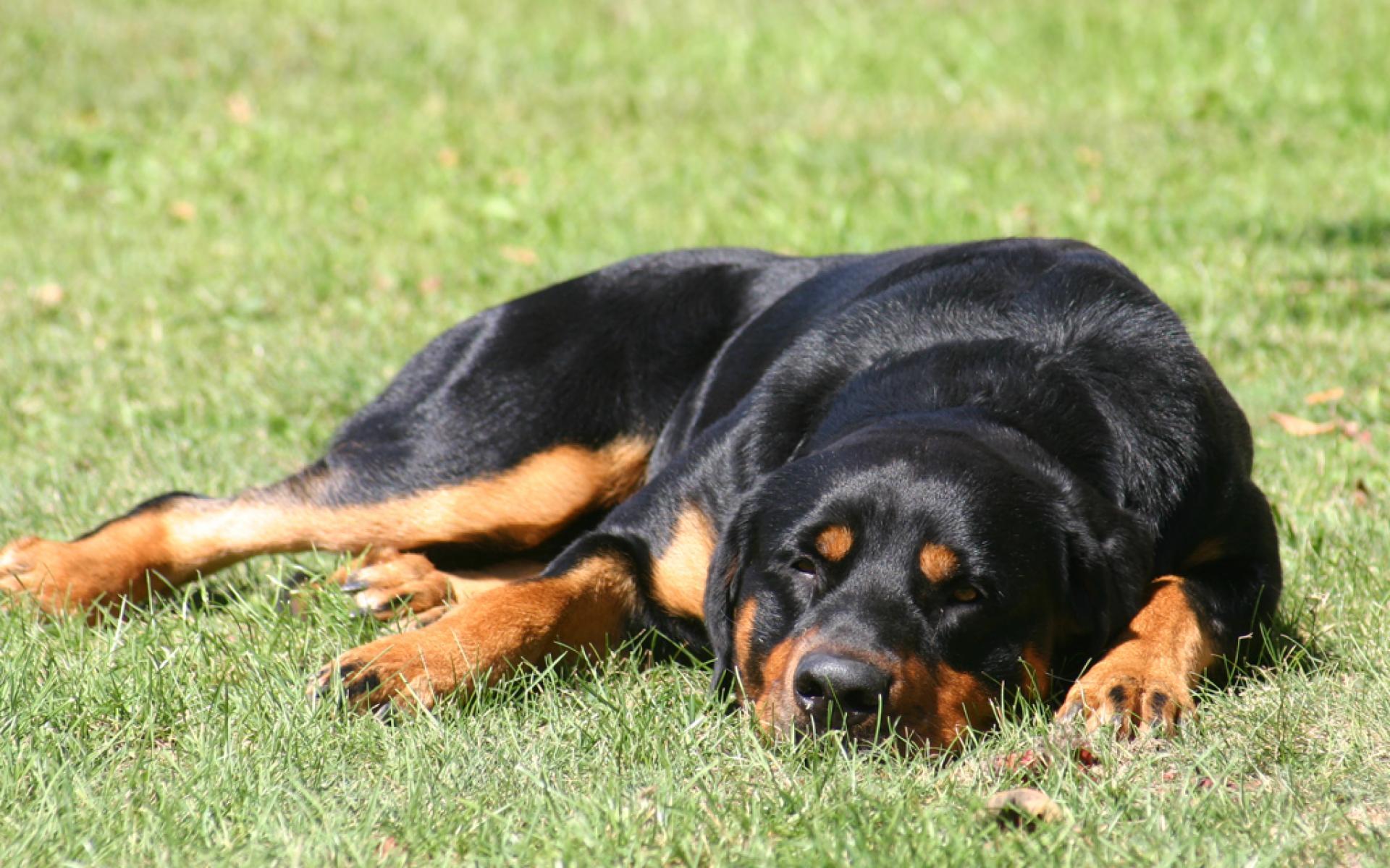 Rottweiler at 640 x 1136 iPhone 5 size wallpapers HD quality
