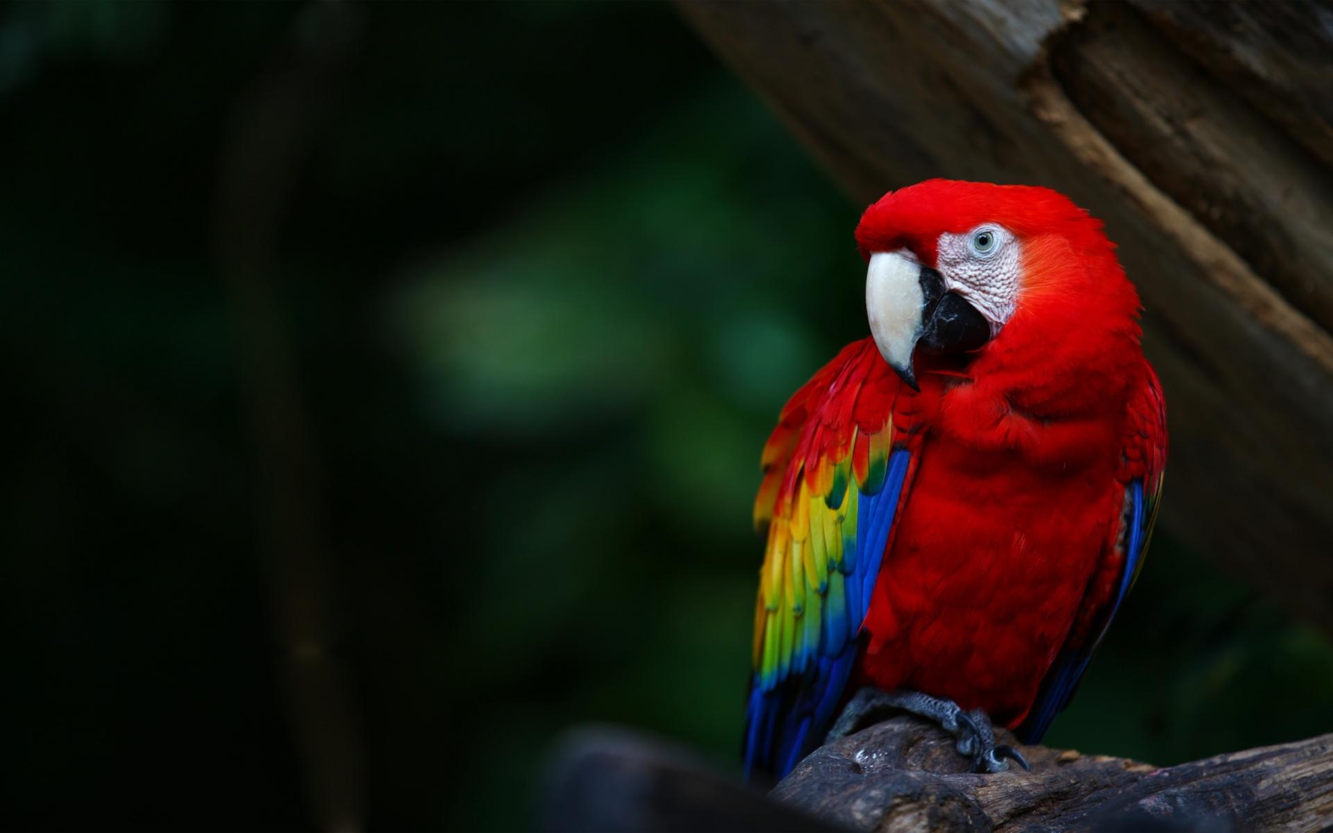 Scarlet Macaw at 1024 x 768 size wallpapers HD quality