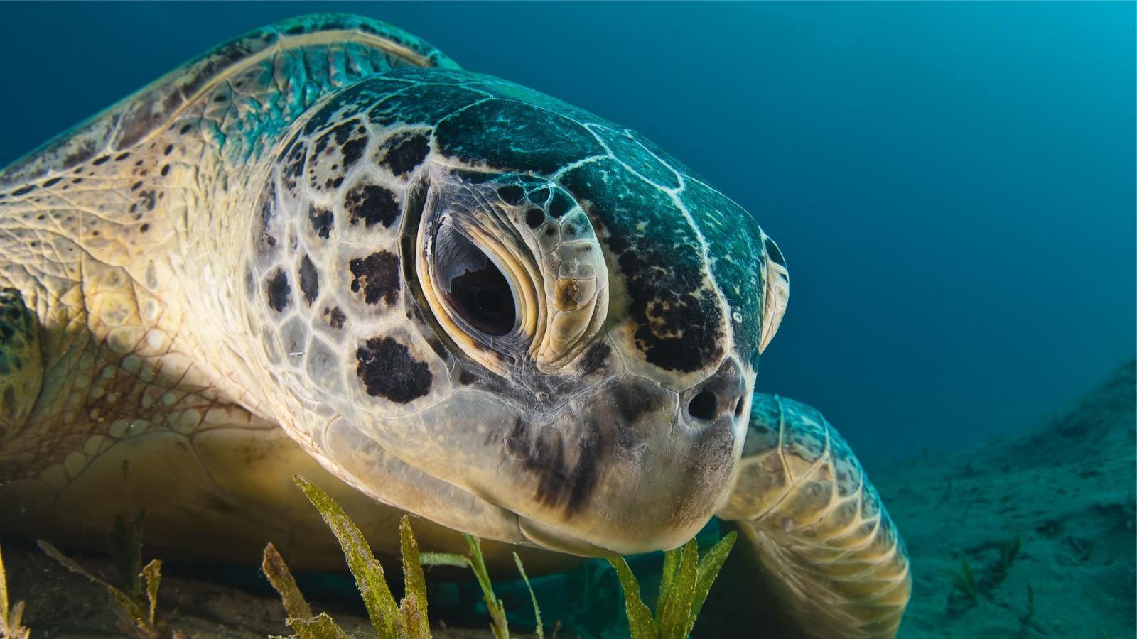 Sea Turtle at 1024 x 768 size wallpapers HD quality