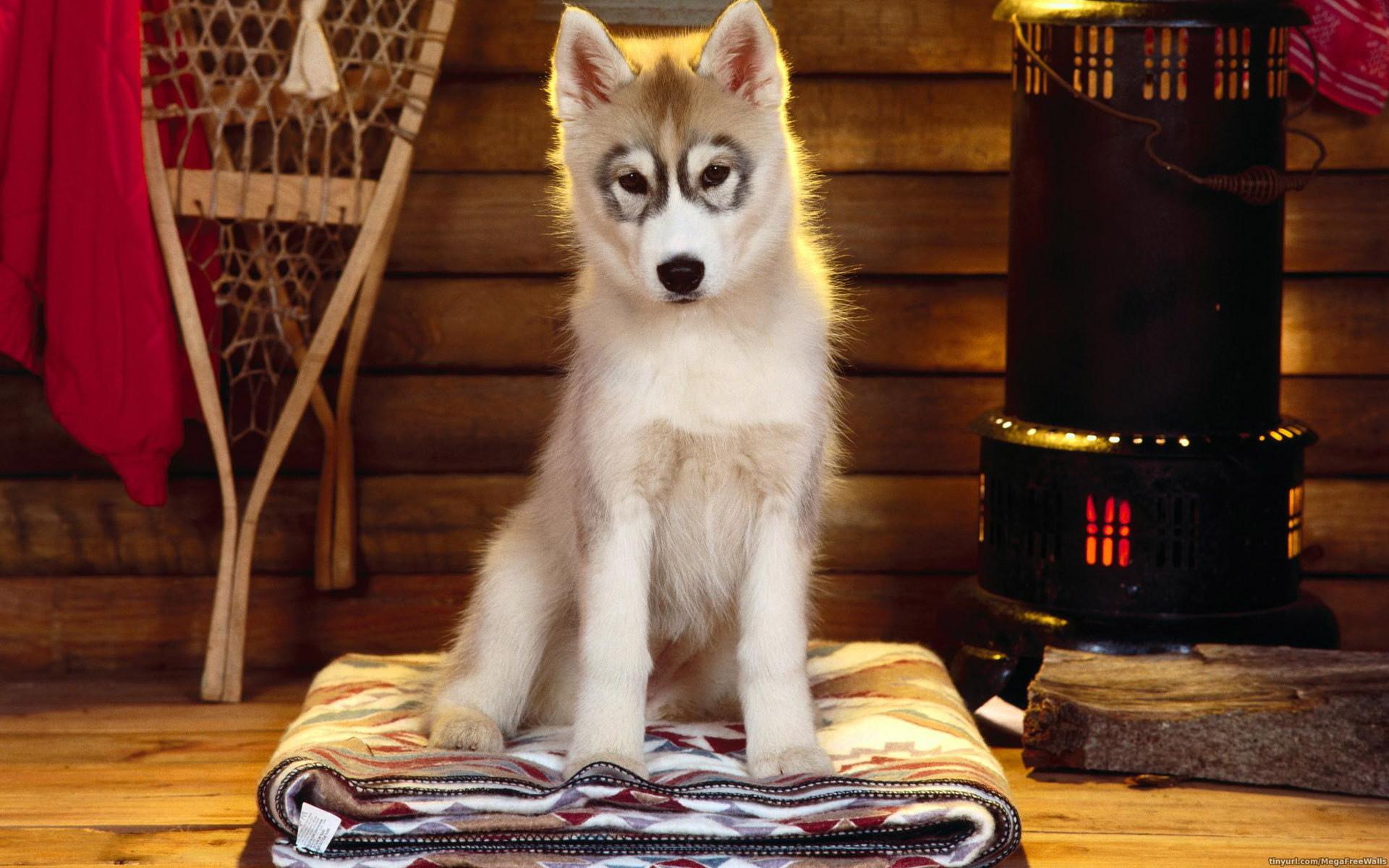 Siberian Husky at 320 x 480 iPhone size wallpapers HD quality
