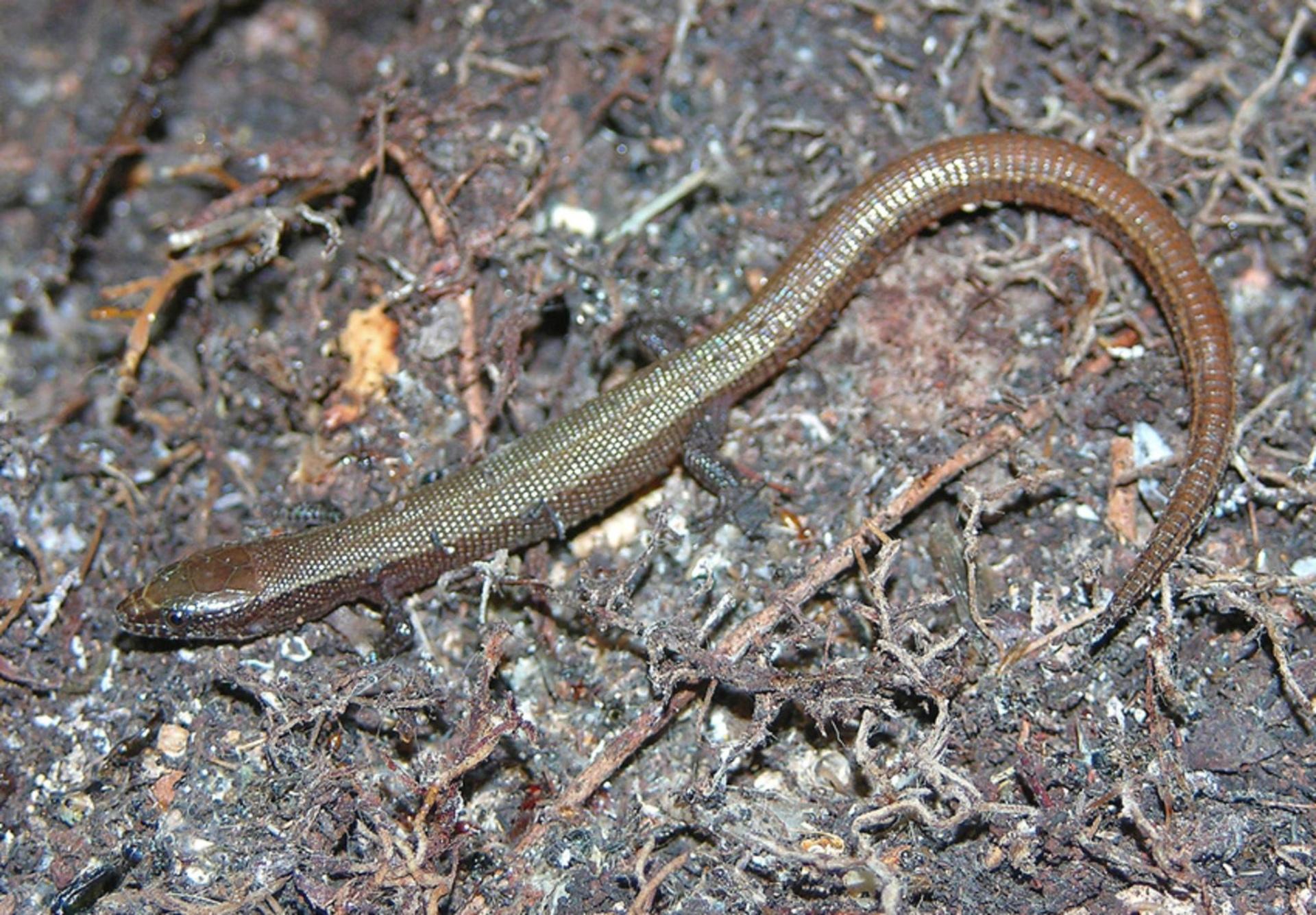 Skink at 1152 x 864 size wallpapers HD quality