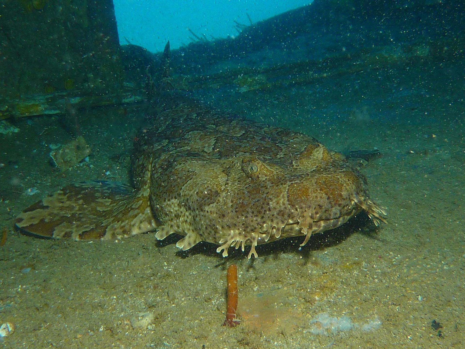 Spotted Wobbegong Shark at 640 x 960 iPhone 4 size wallpapers HD quality