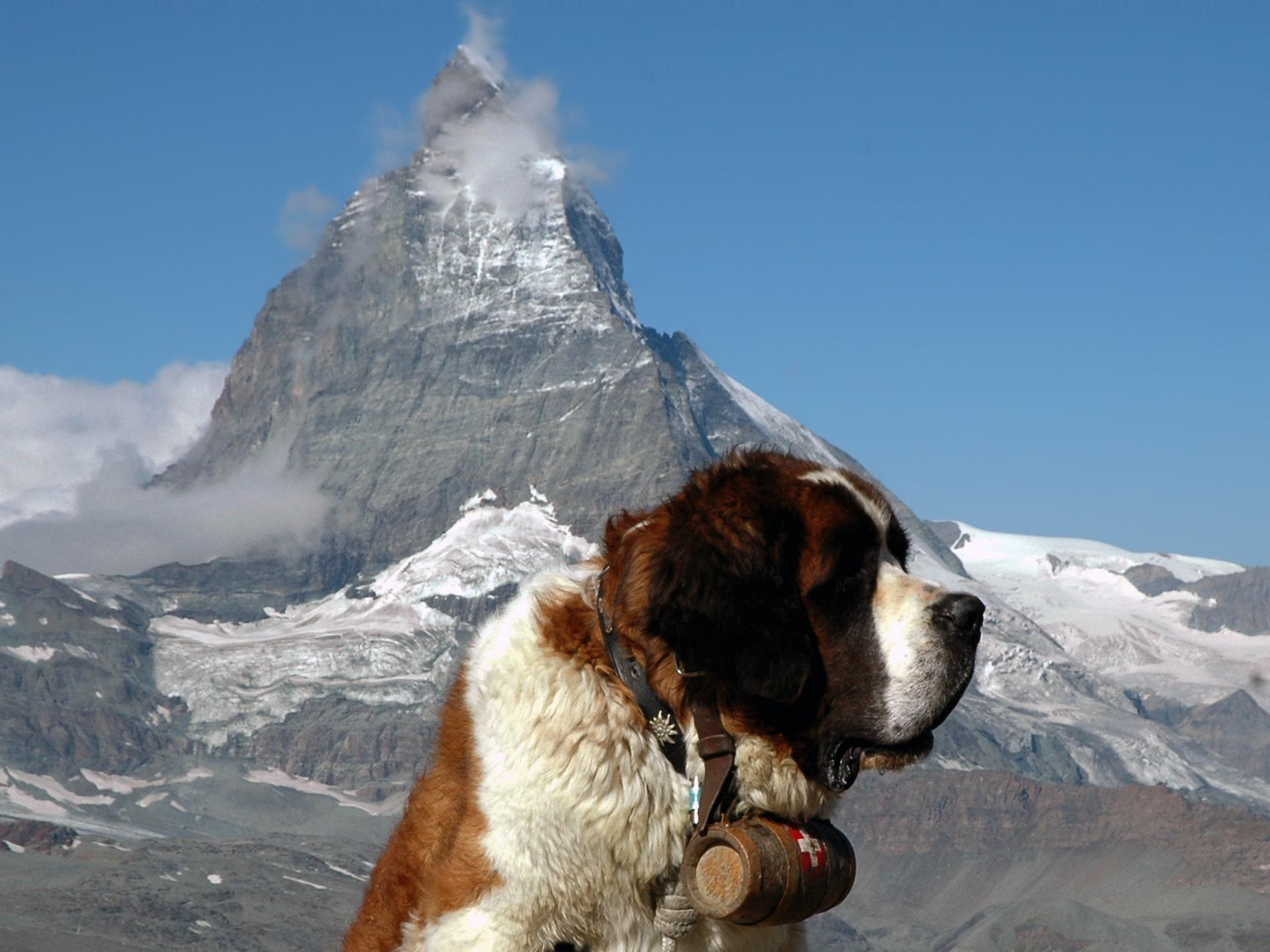 St. Bernard at 640 x 960 iPhone 4 size wallpapers HD quality