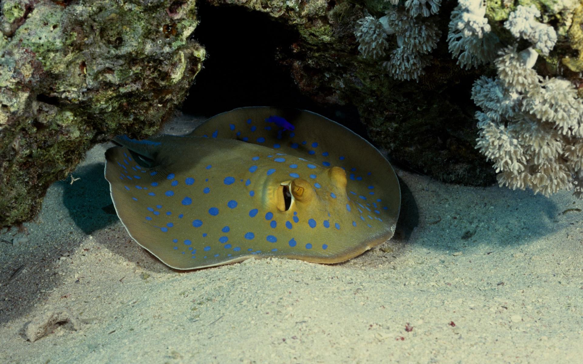 Stingray wallpapers HD quality