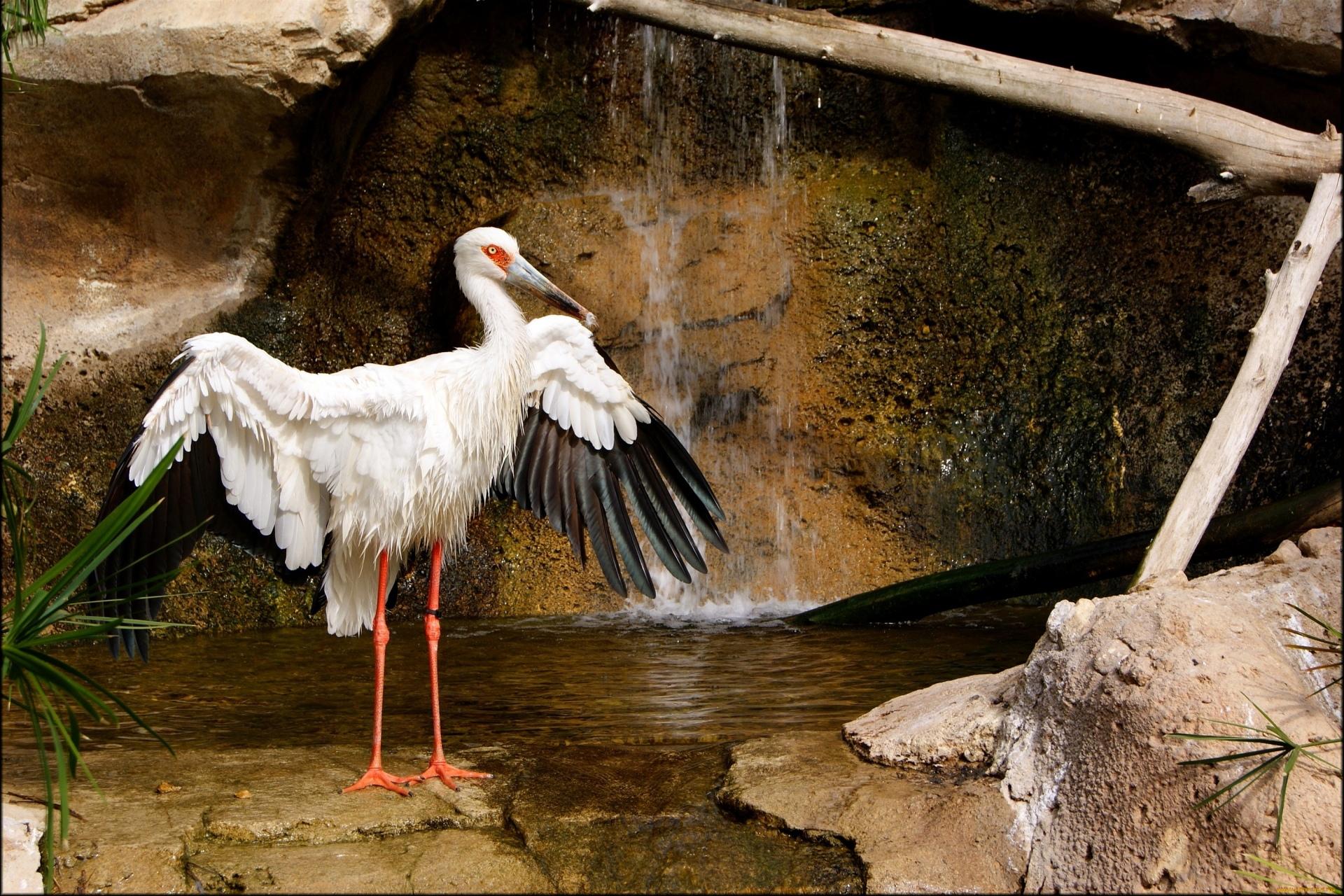 Storks at 1600 x 1200 size wallpapers HD quality