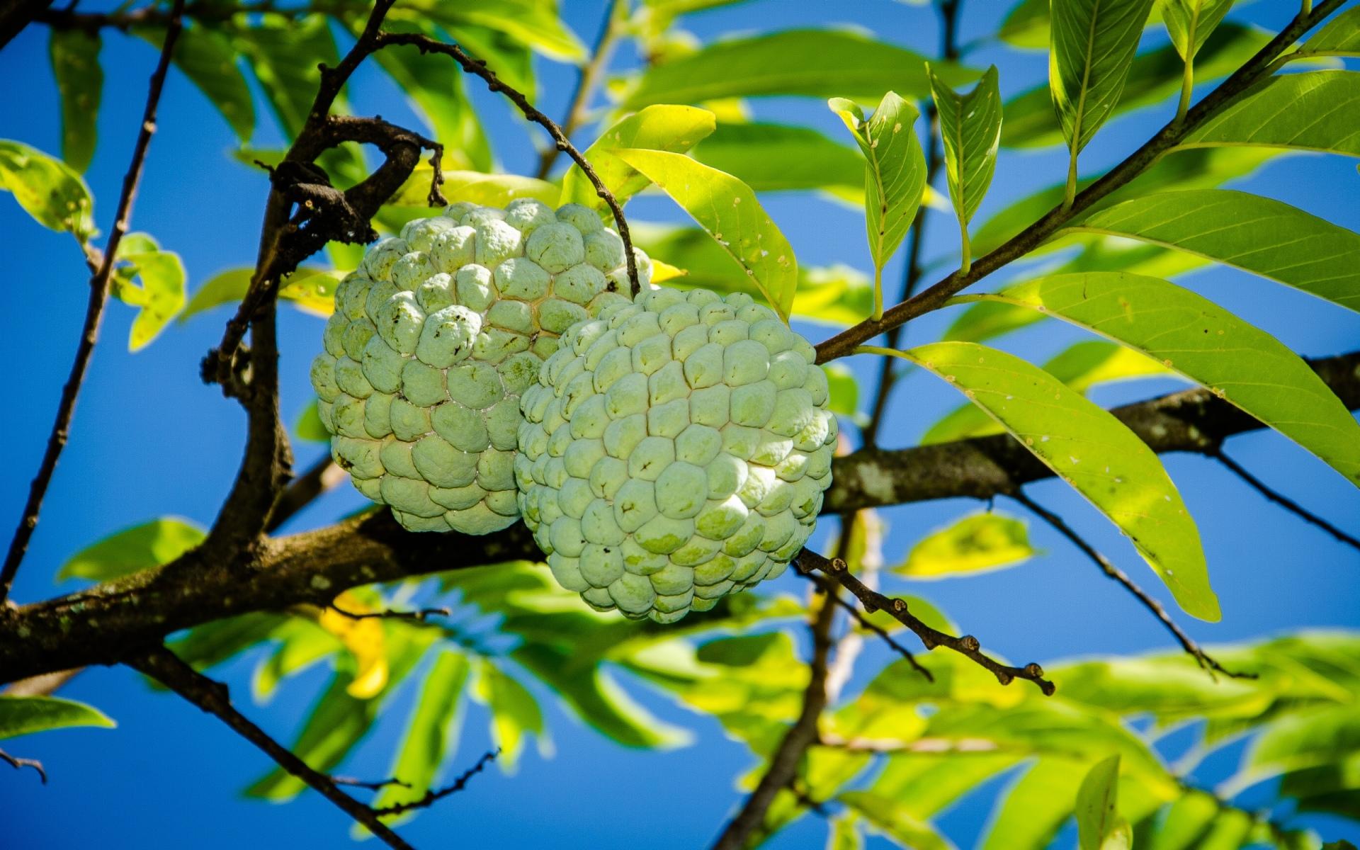 Sugar Apple at 640 x 960 iPhone 4 size wallpapers HD quality