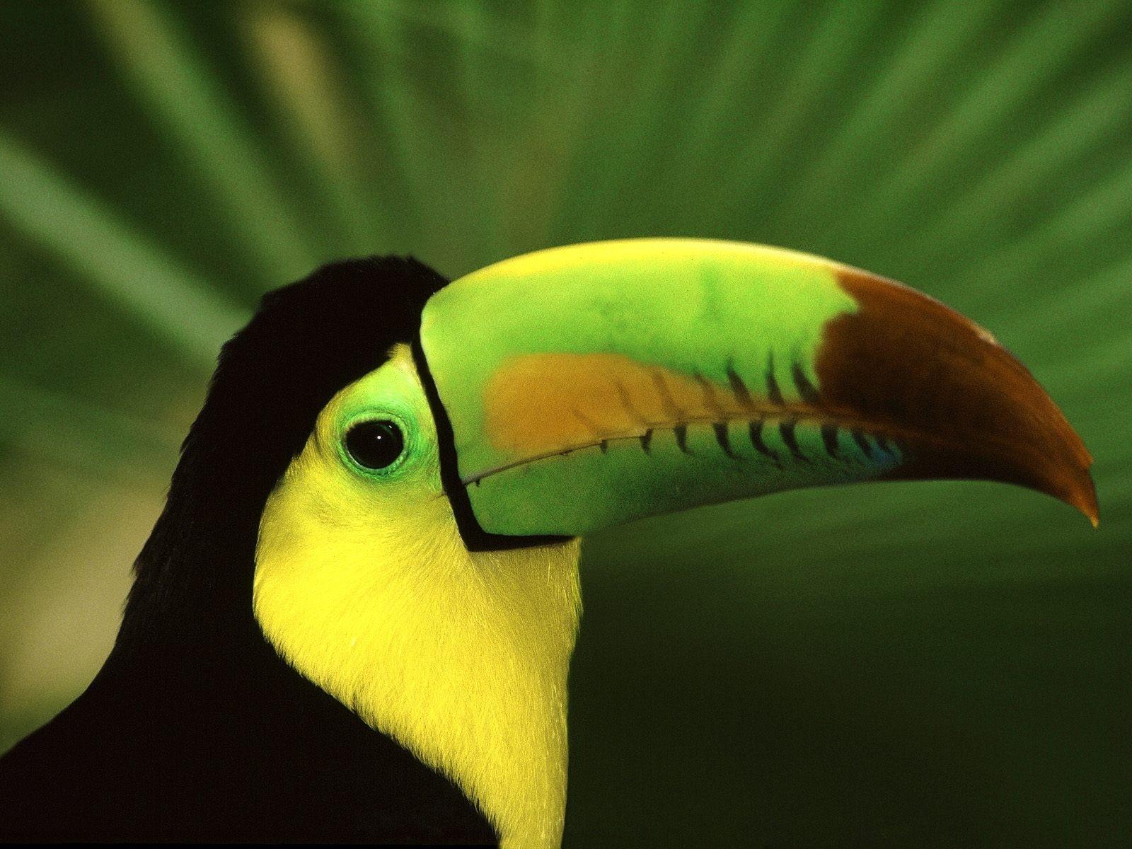 Toucan at 1600 x 1200 size wallpapers HD quality