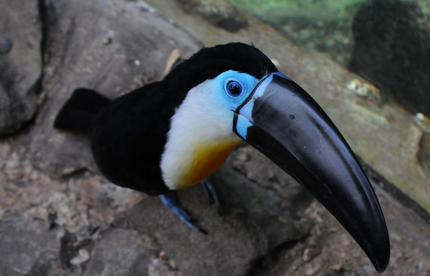 Toucans at 640 x 960 iPhone 4 size wallpapers HD quality