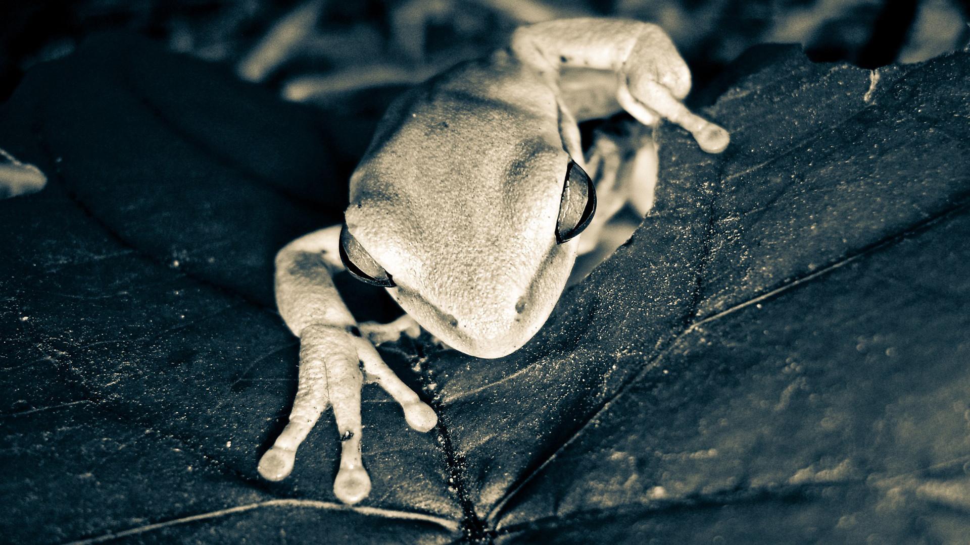 Tree Frog at 1152 x 864 size wallpapers HD quality