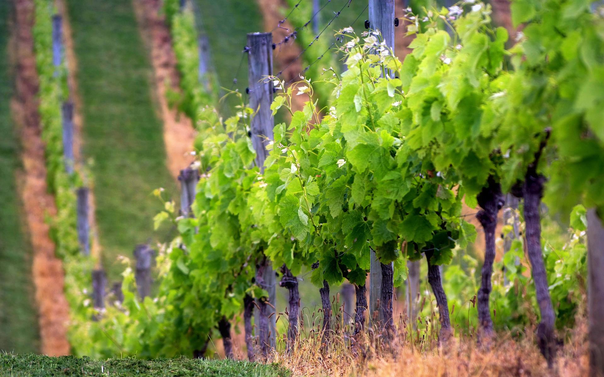 Vineyard at 640 x 1136 iPhone 5 size wallpapers HD quality
