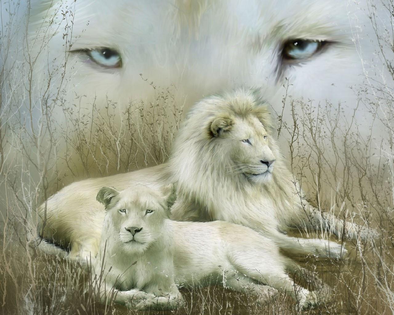 White Lion Wallpaper HD Download
