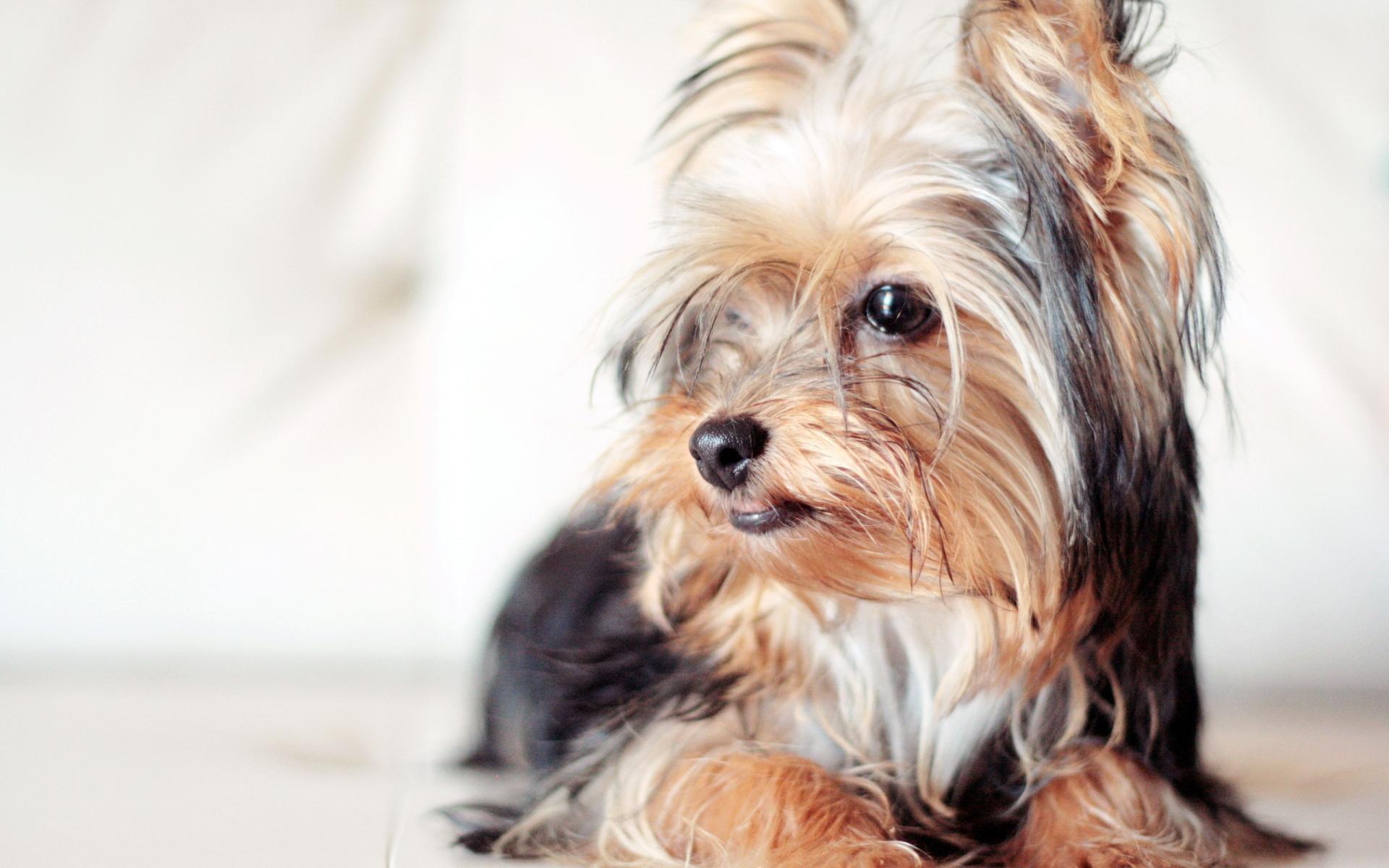Yorkshire Terrier at 640 x 960 iPhone 4 size wallpapers HD quality