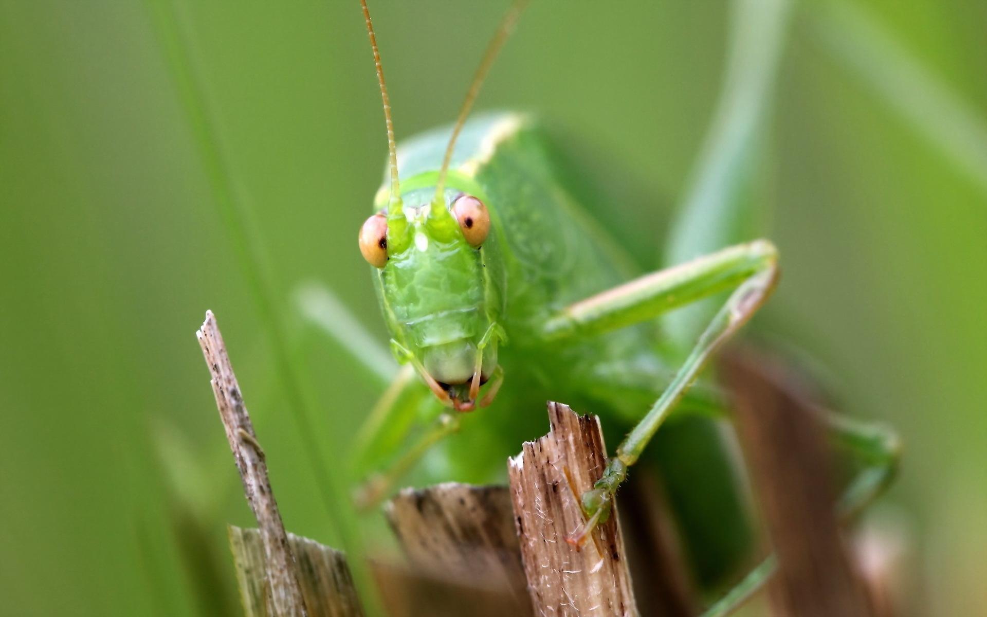 download grasshopper for windows