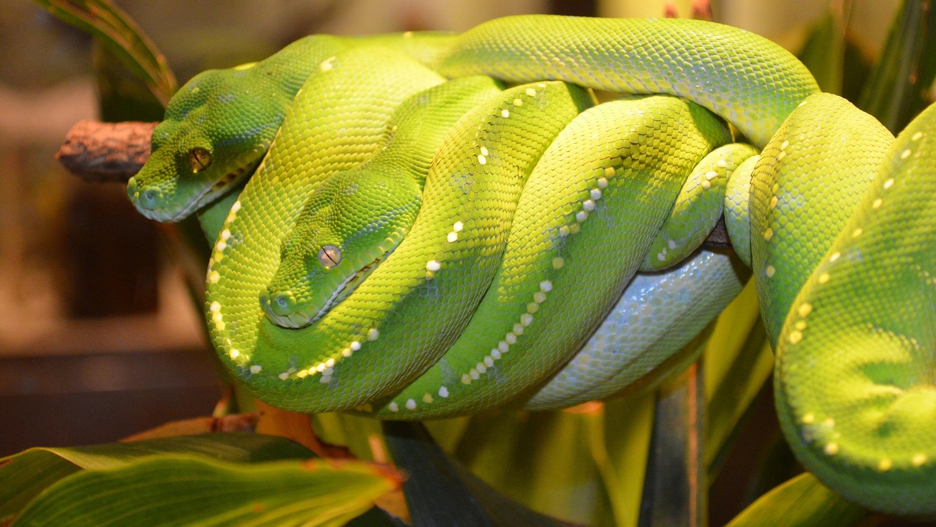 latest python download