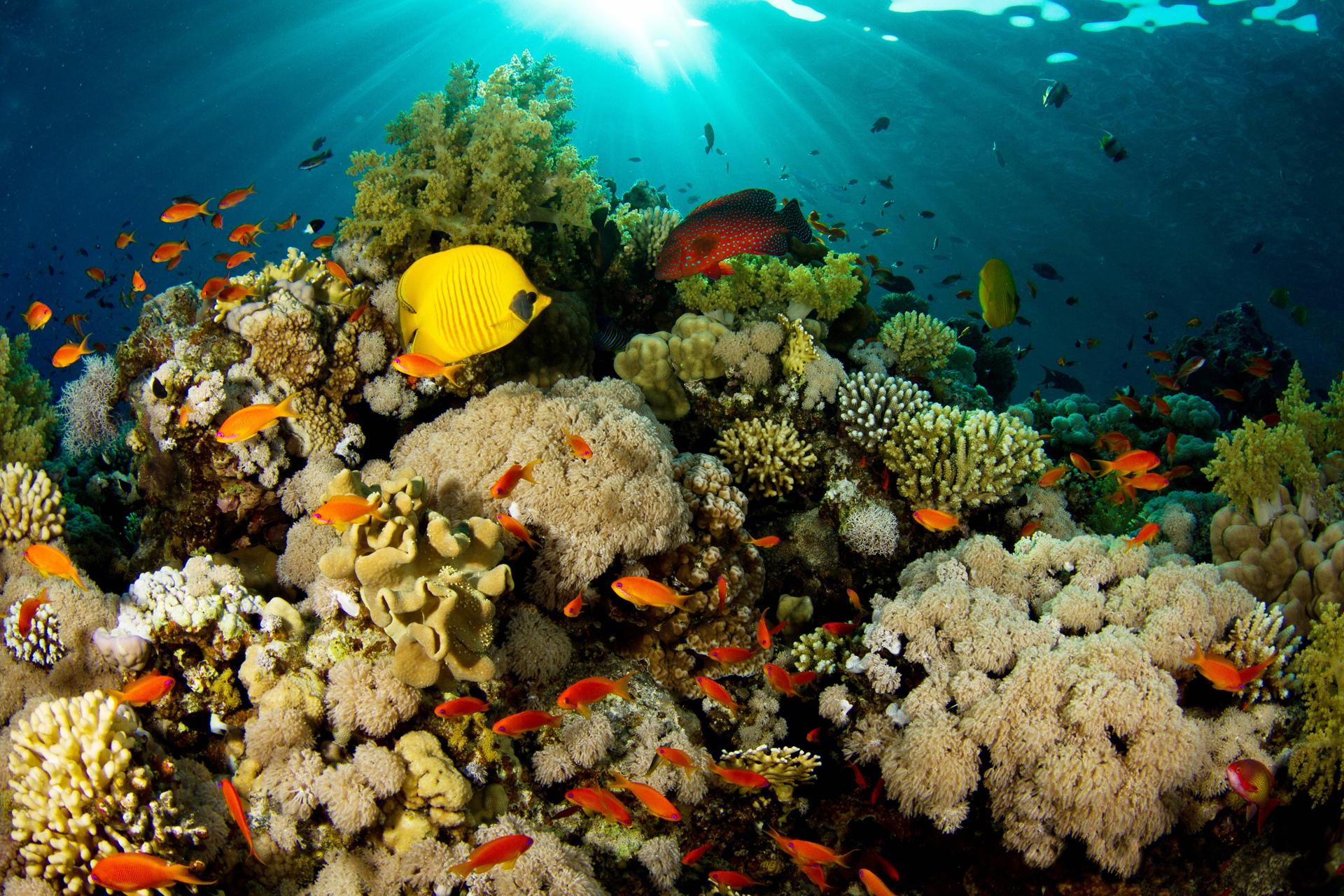природа риф животные рыбы кораллы загрузить