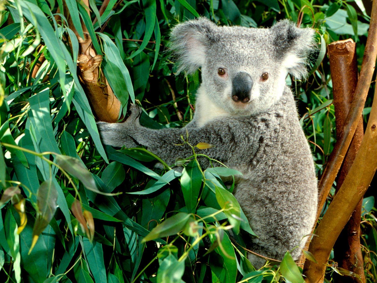 Koala in Eucalyptus Tree, Australia бесплатно
