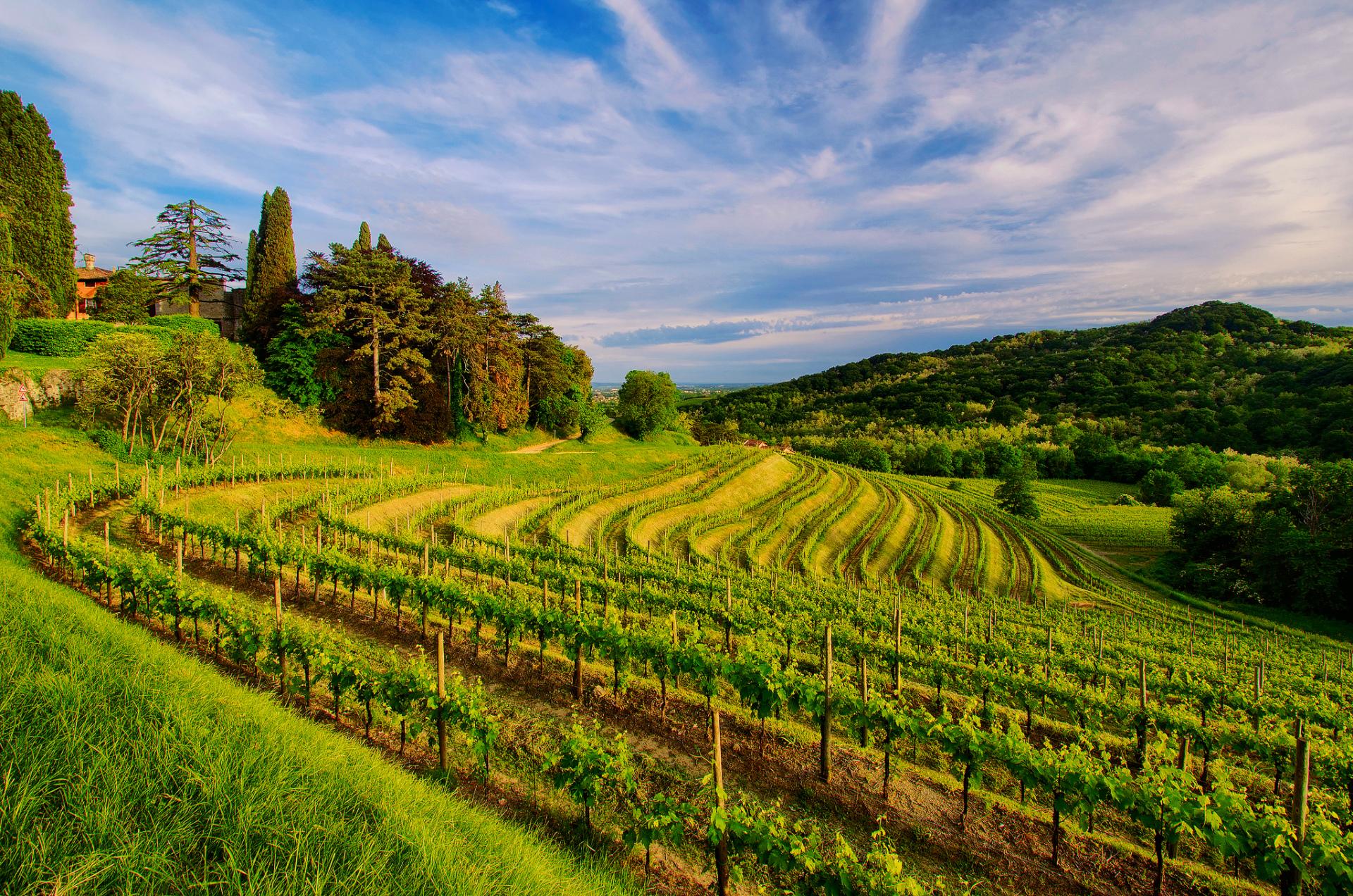 vineyard-wallpaper-hd-download